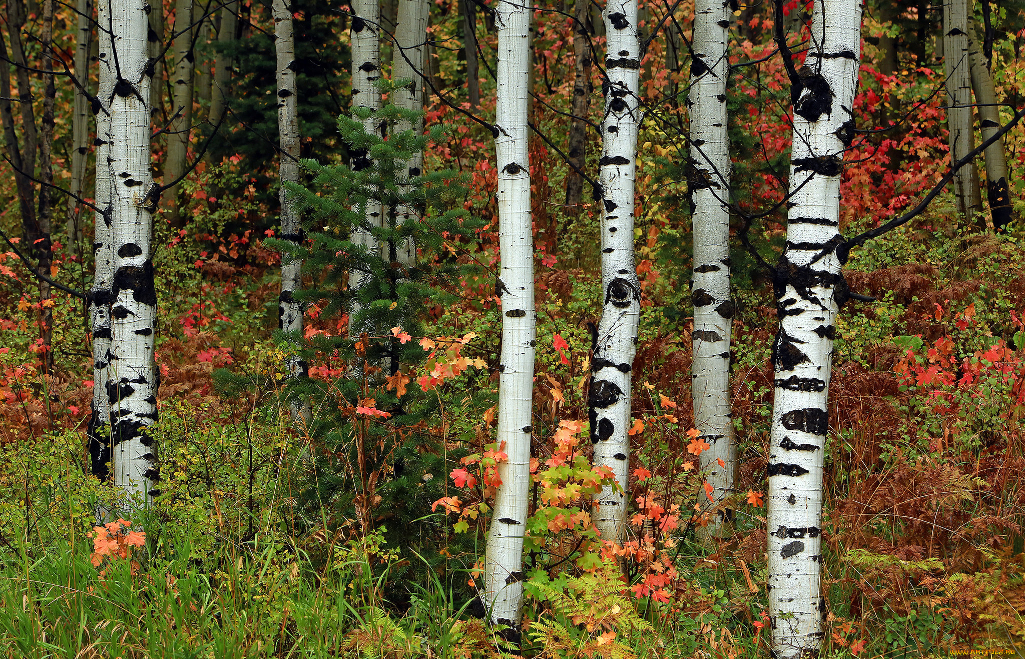 природа, лес, роща, деревья, осина, ель, листья, осень