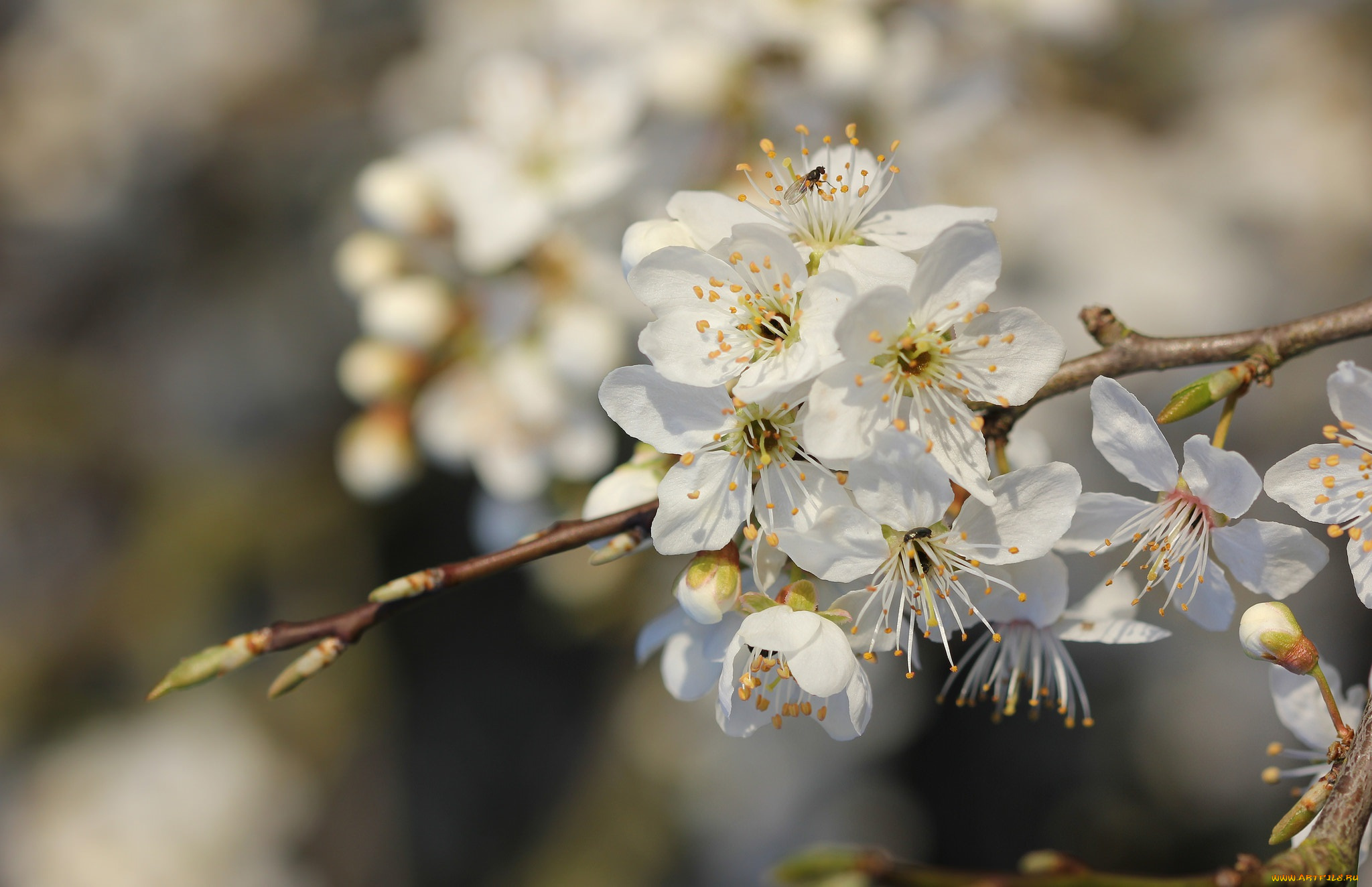 цветы, цветущие, деревья, , , кустарники, ветка, листья, дерево, весна