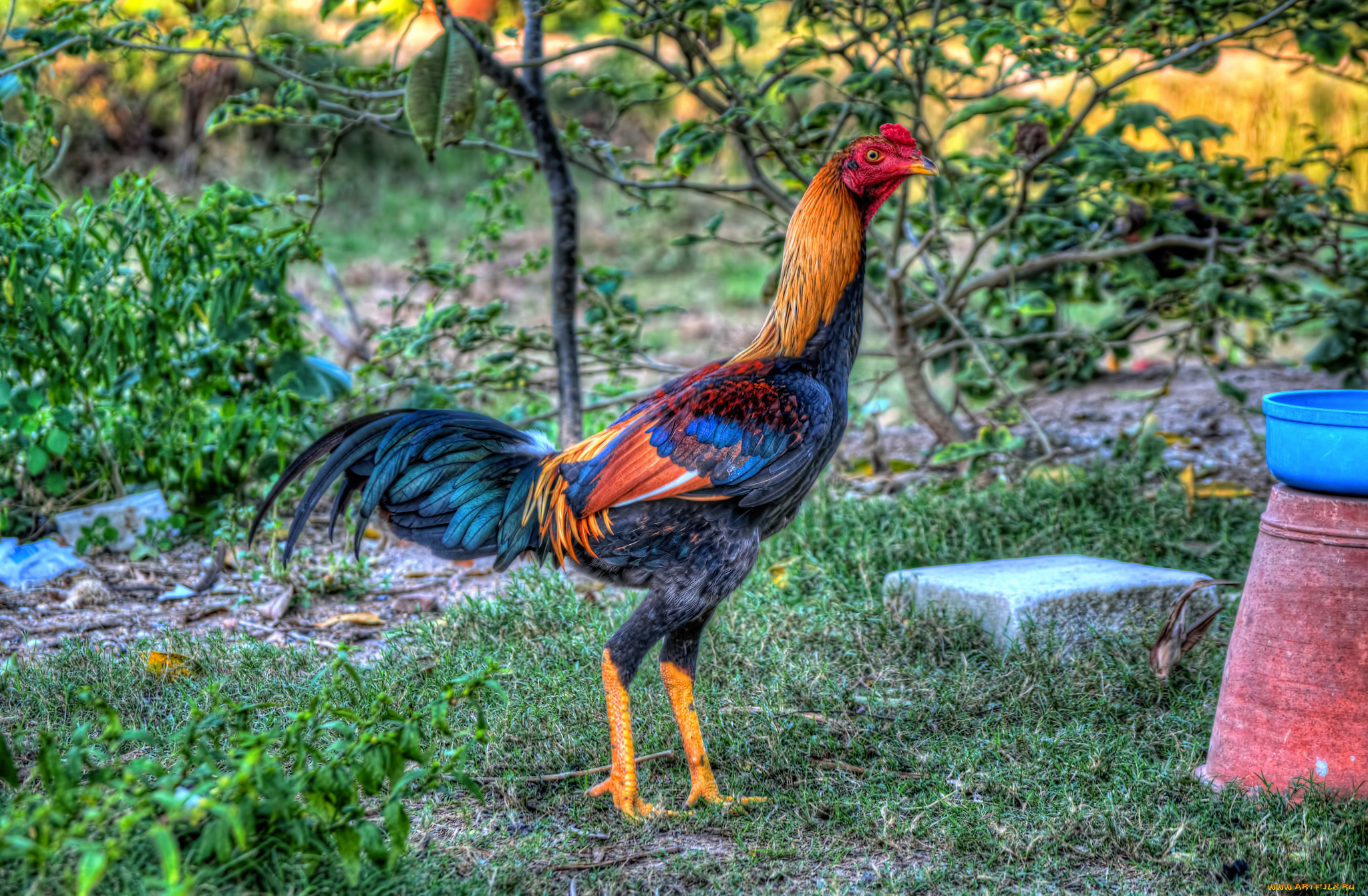 животные, куры, , петухи, петух, бойцовый