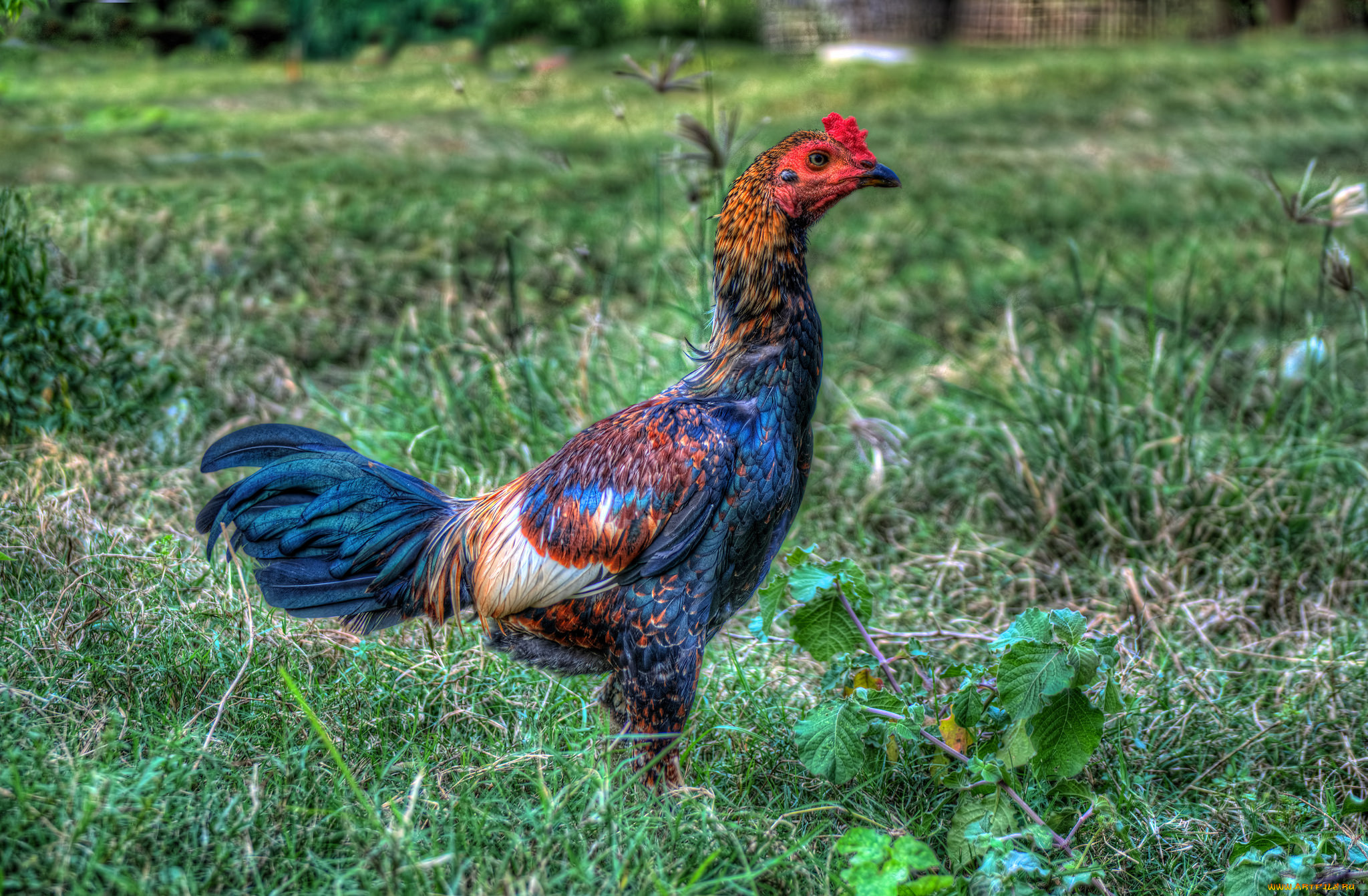 животные, куры, , петухи, петух, бойцовый