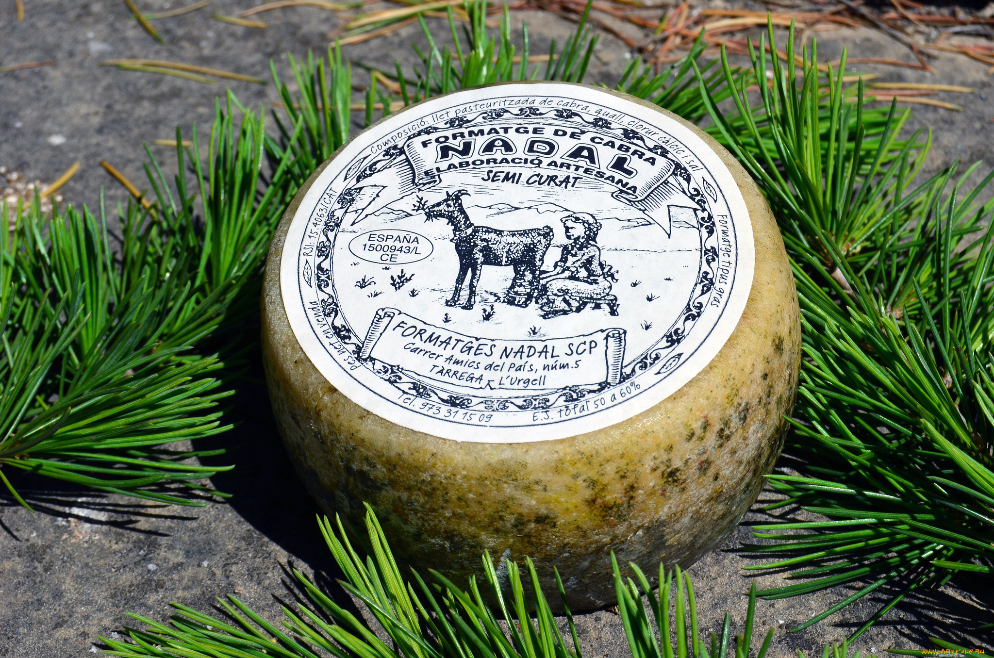 nadal, cabra, еда, сырные, изделия, сыр