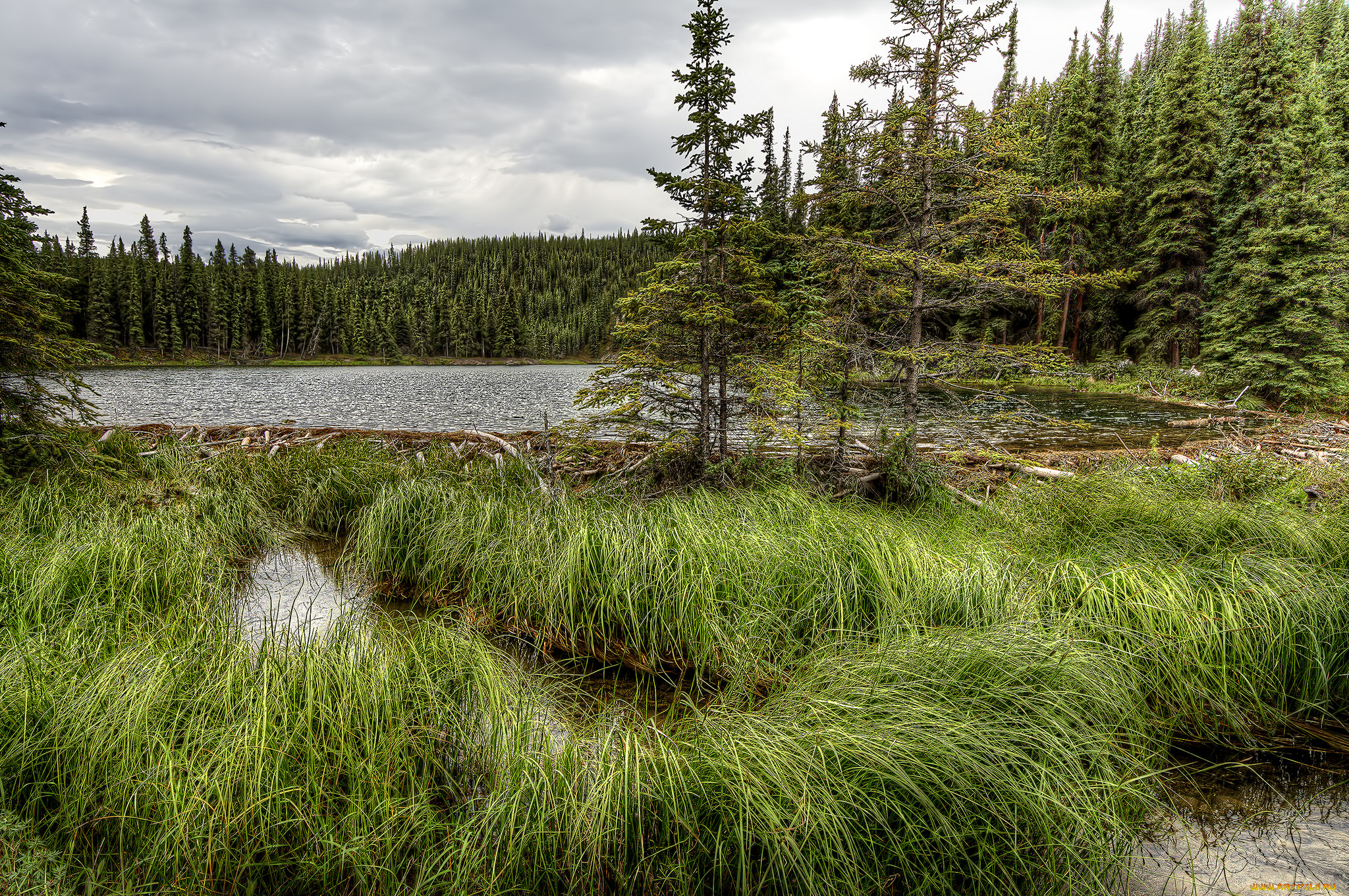 природа, реки, озера, река, лес