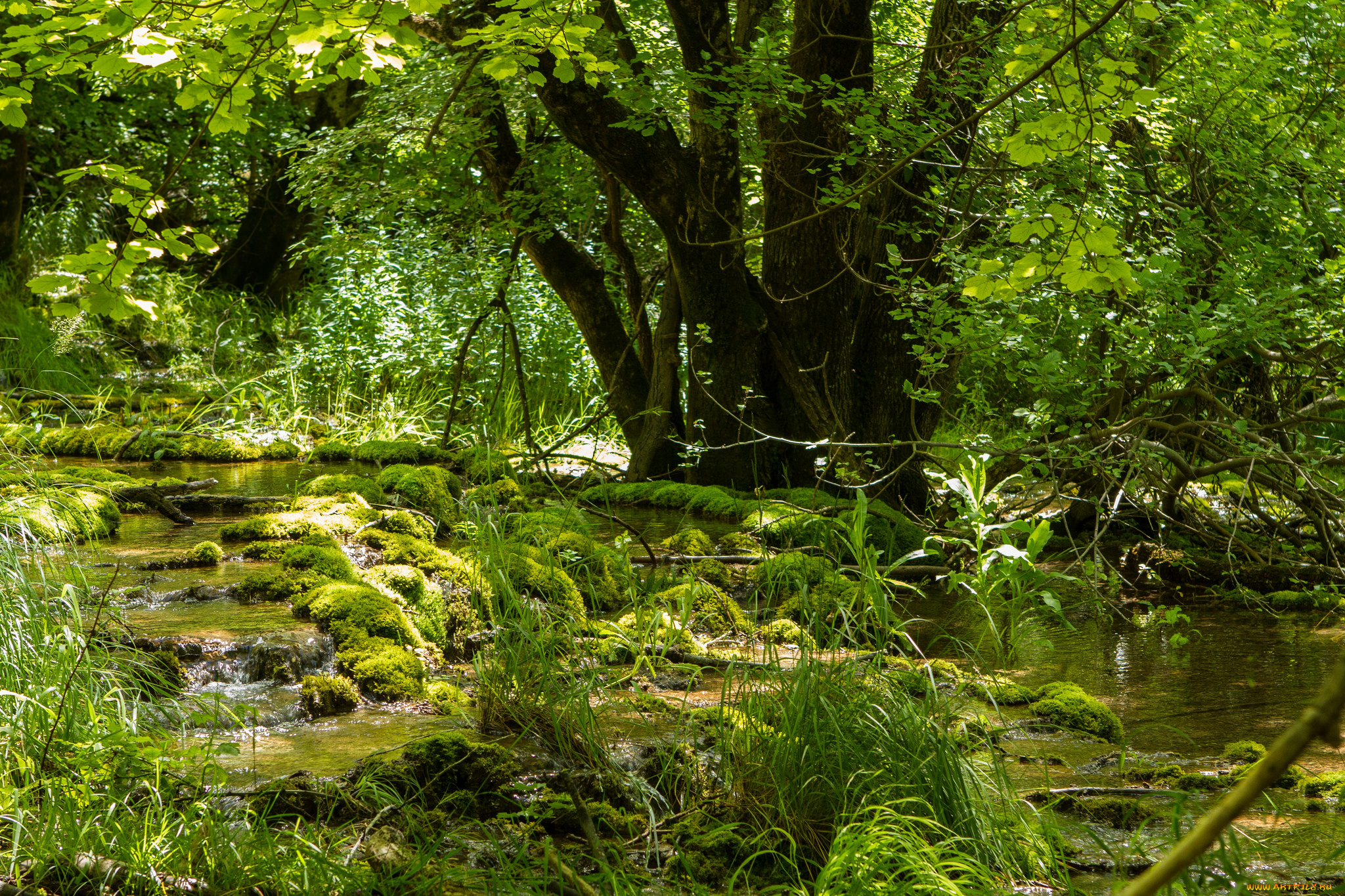 природа, реки, озера, река, зелень, деревья, ручей