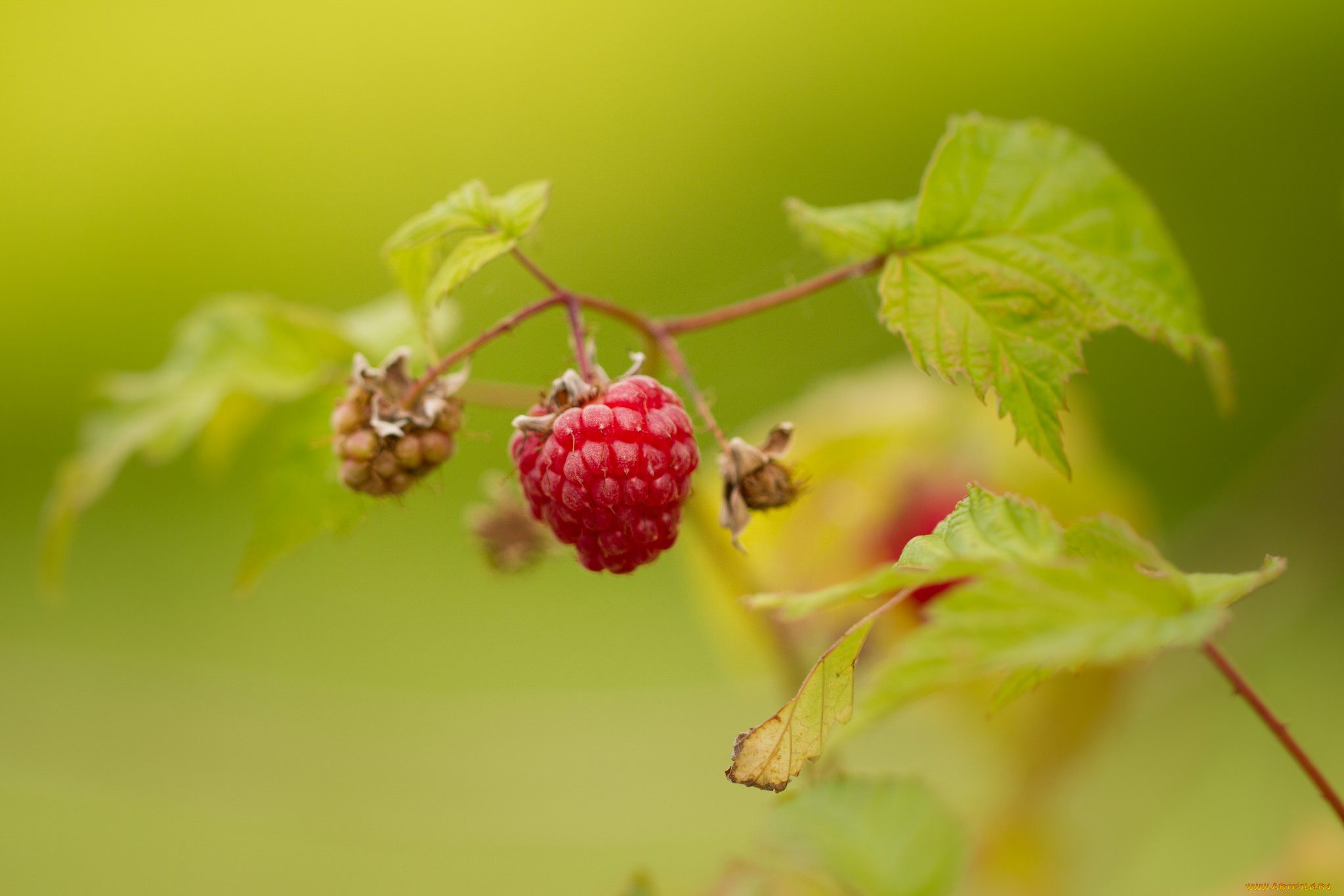 природа, Ягоды, ягода, листья, макро, фон, малина