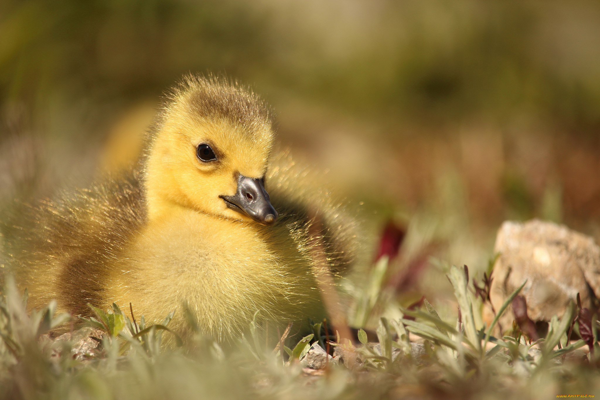 животные, гуси, птенец, малыш, гусёнок, луг, макро