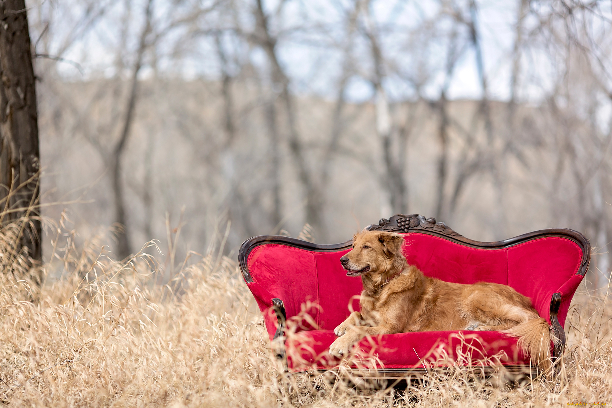 животные, собаки, red, chair, природа, golden, retriever, диван