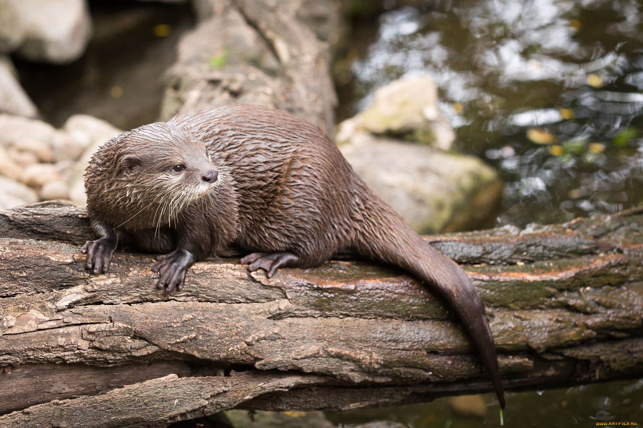 животные, выдры, , каланы, , ондатры, бревно, водоём, хвост, мордочка, хищник, выдра