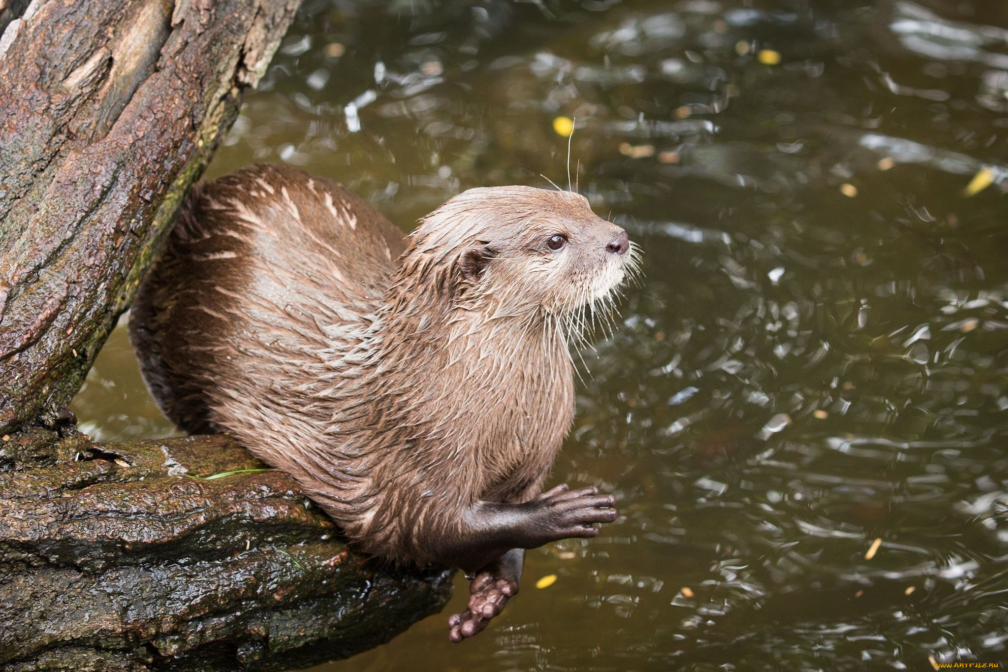 животные, выдры, , каланы, , ондатры, хищник, выдра, лапки, мордочка, поза, бревно, водоём