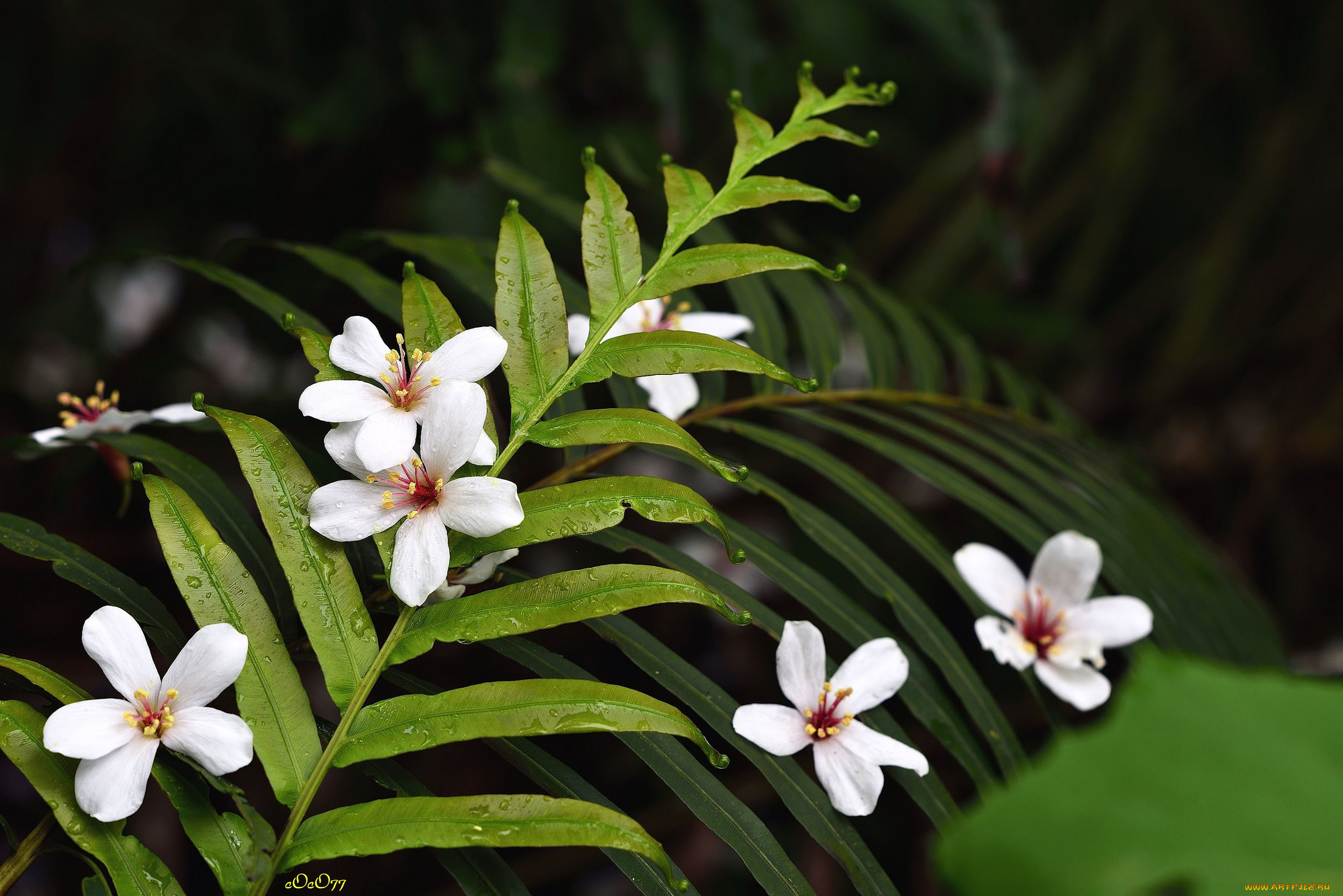 цветы, листья, капли, роса, макро, тропики