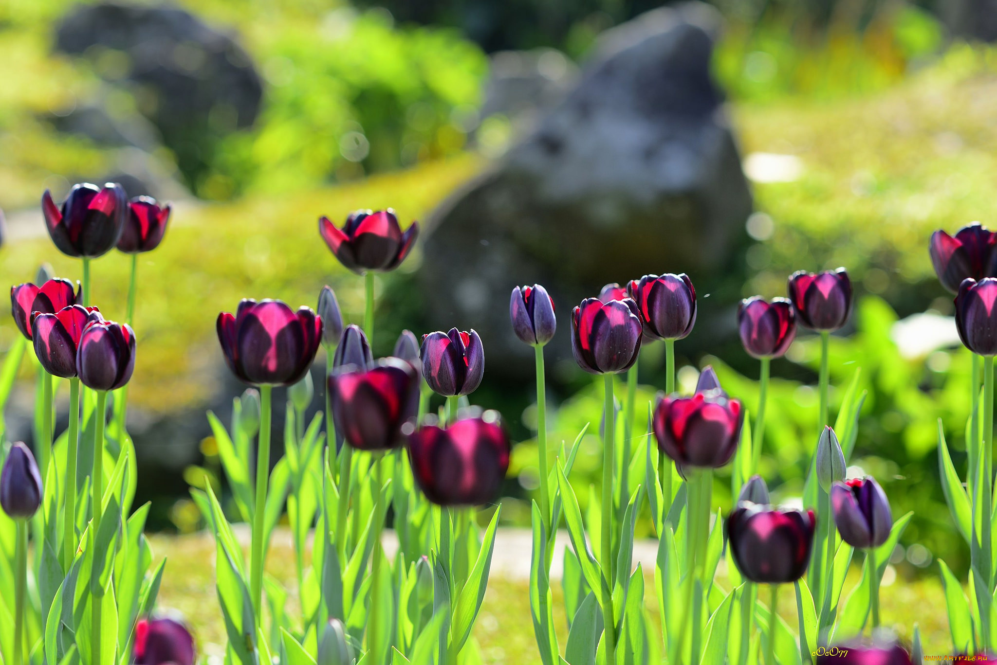 цветы, тюльпаны, клумба