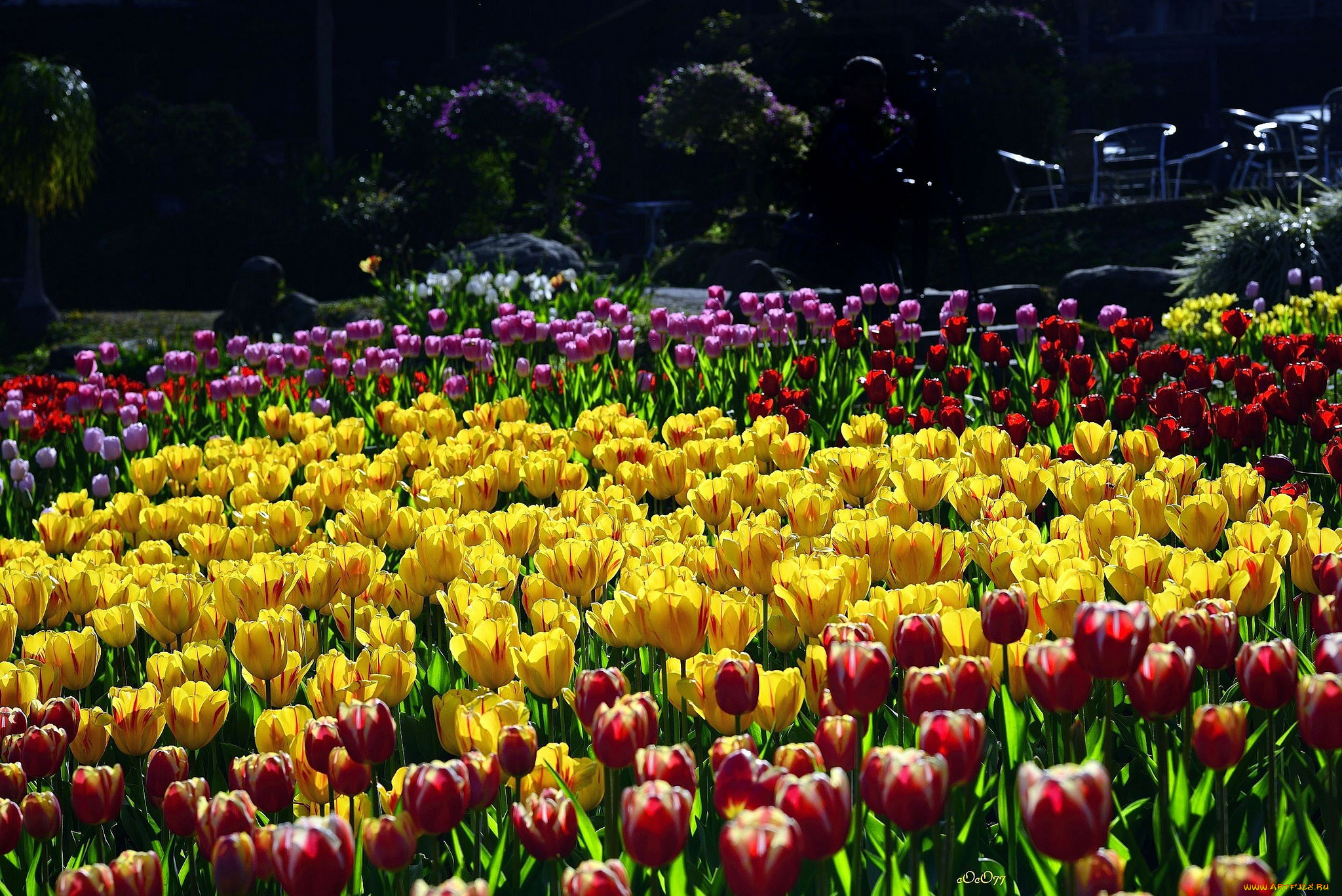 цветы, тюльпаны, клумба