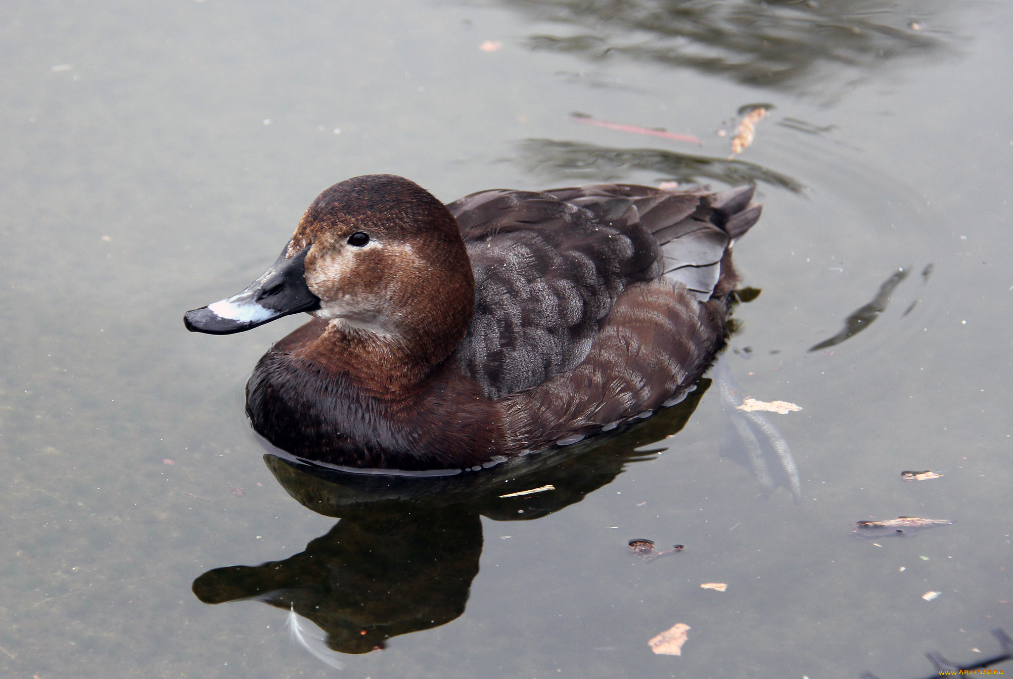 животные, утки, плавает, озеро, утка