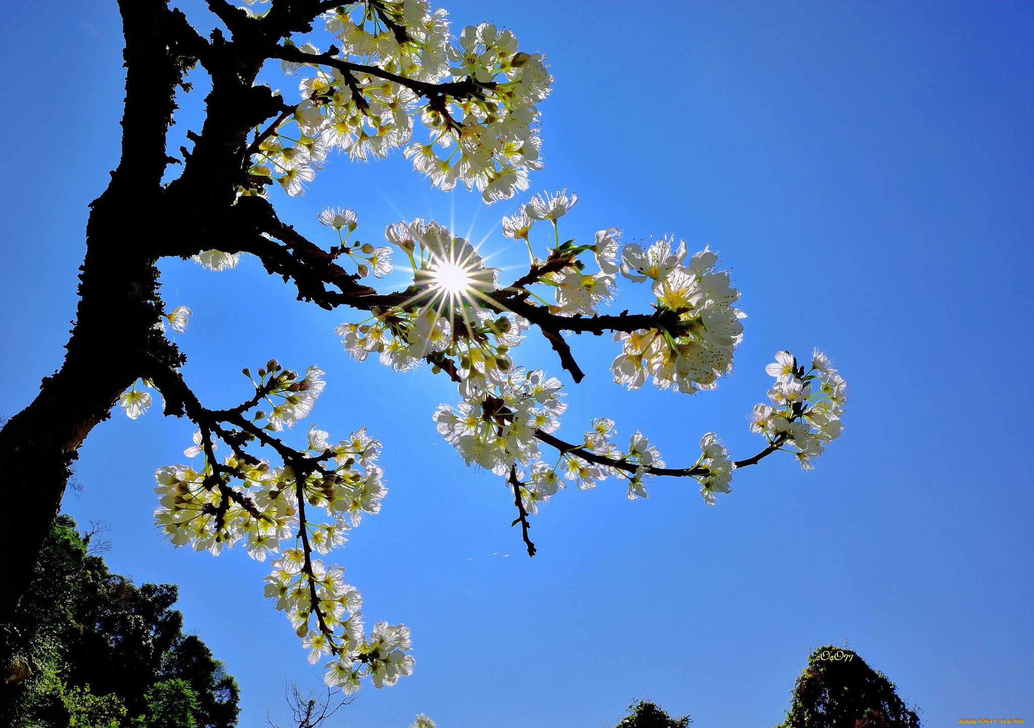 цветы, цветущие, деревья, , , кустарники, ветка, солнце, небо