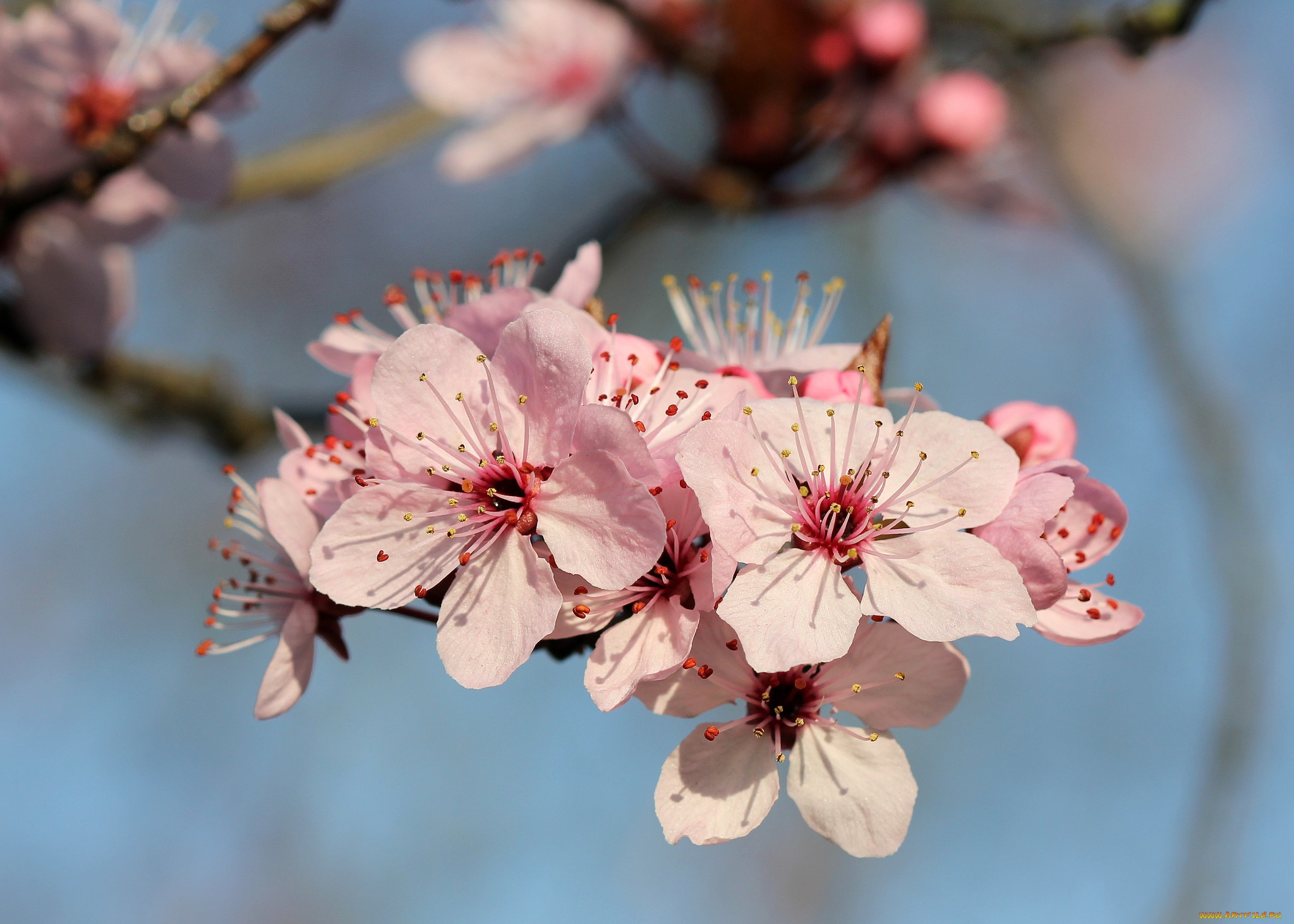цветы, цветущие, деревья, , , кустарники, ветка, фон, розовые