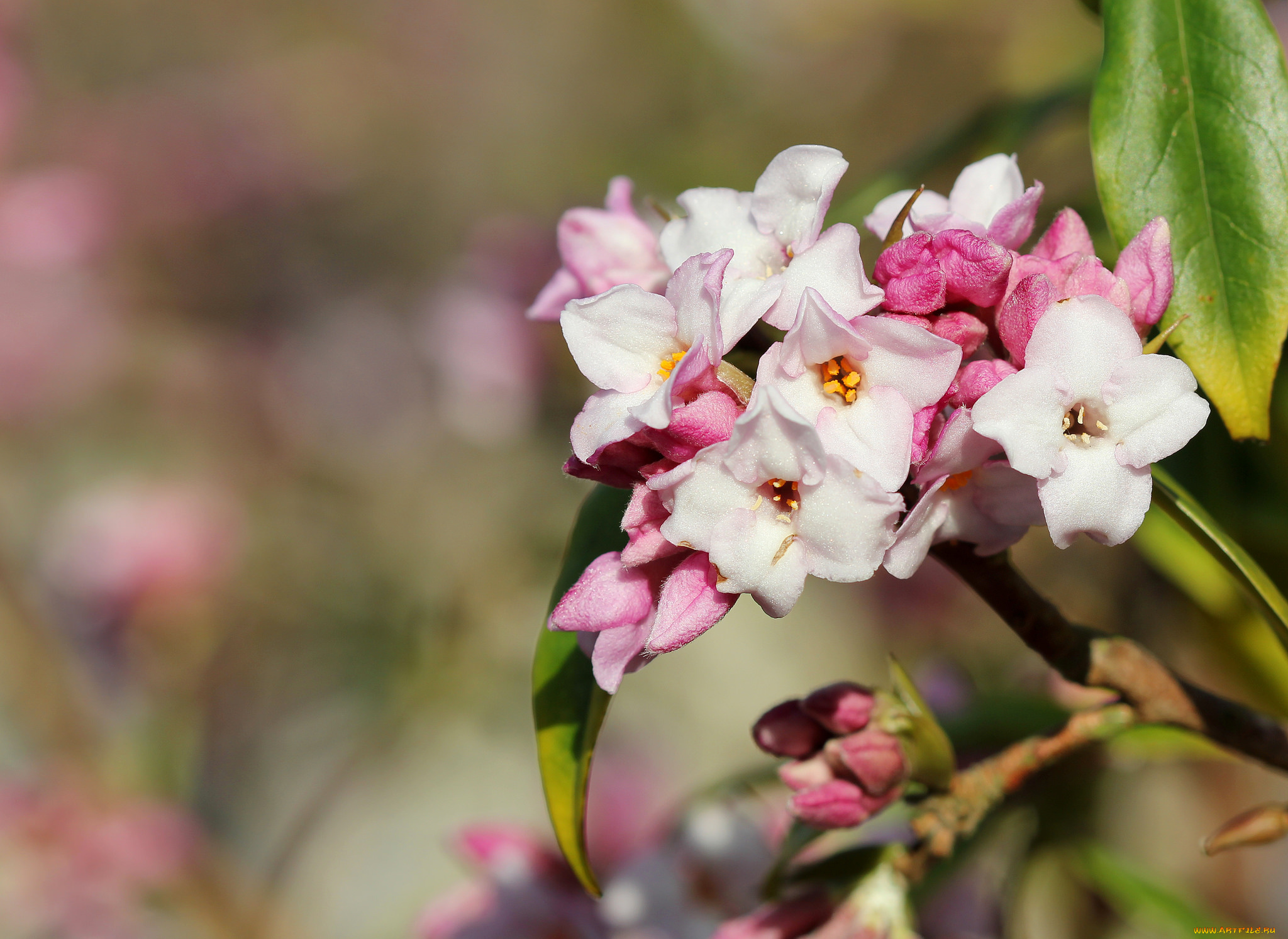 цветы, кизил, макро, фон
