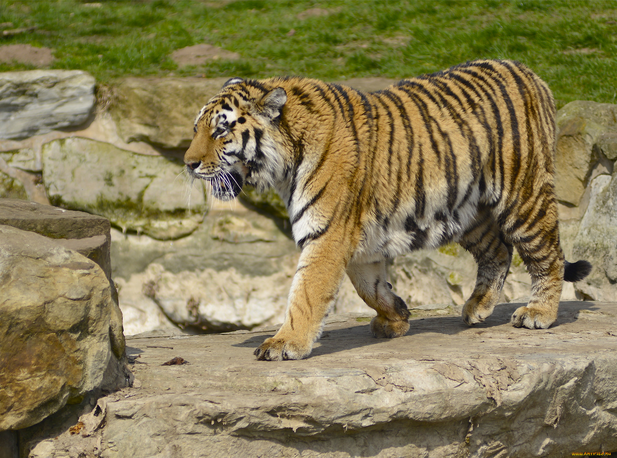 животные, тигры, тигр