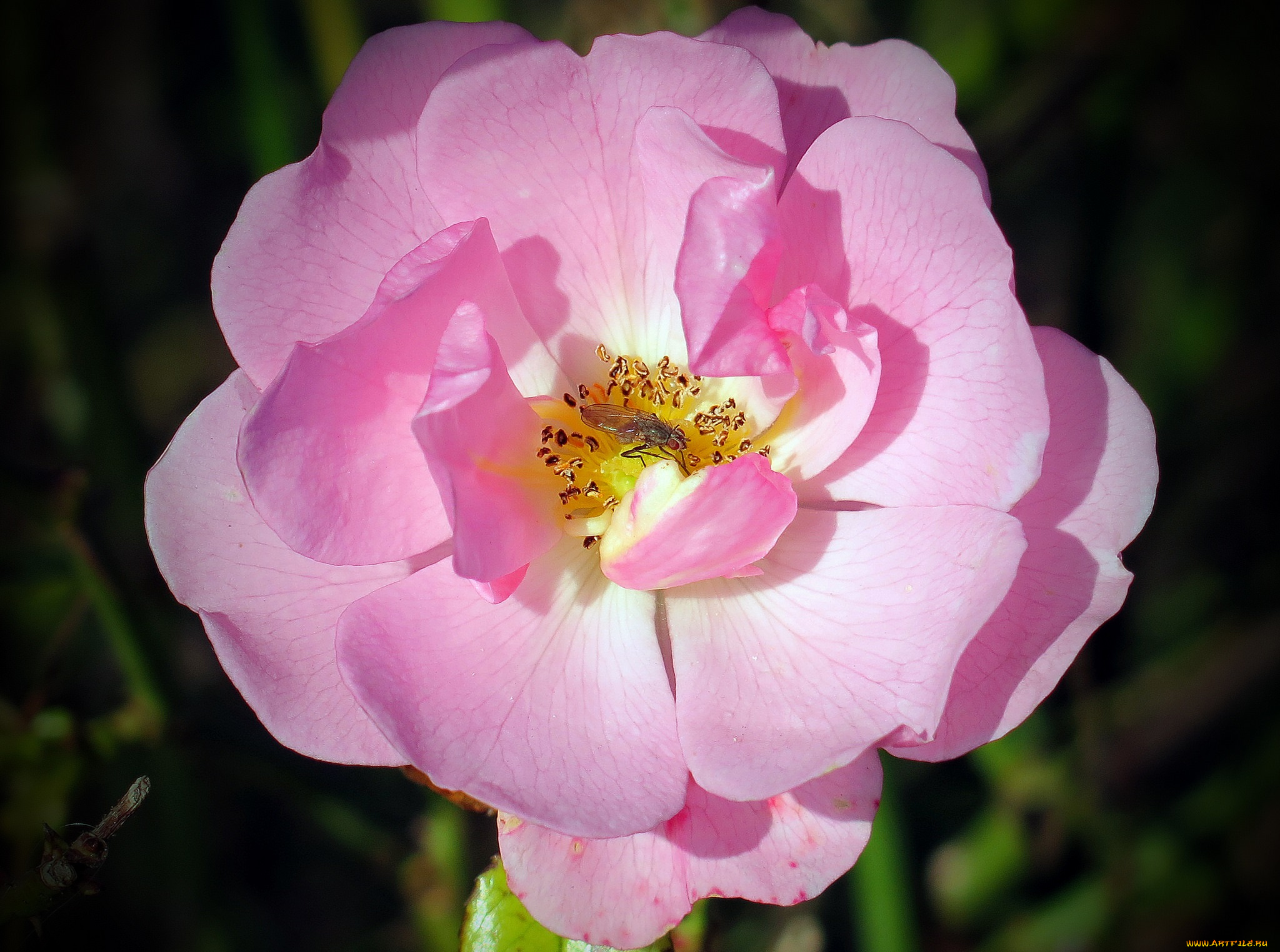 цветы, розы, лепестки, макро, цветок, розовая, насекомое, роза