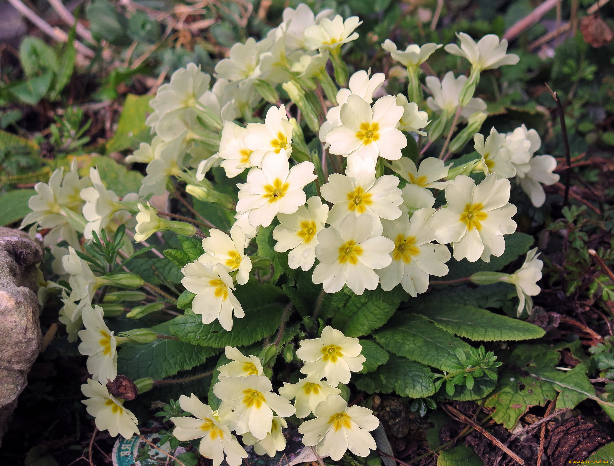 цветы, примулы, весна, жёлтые, куст