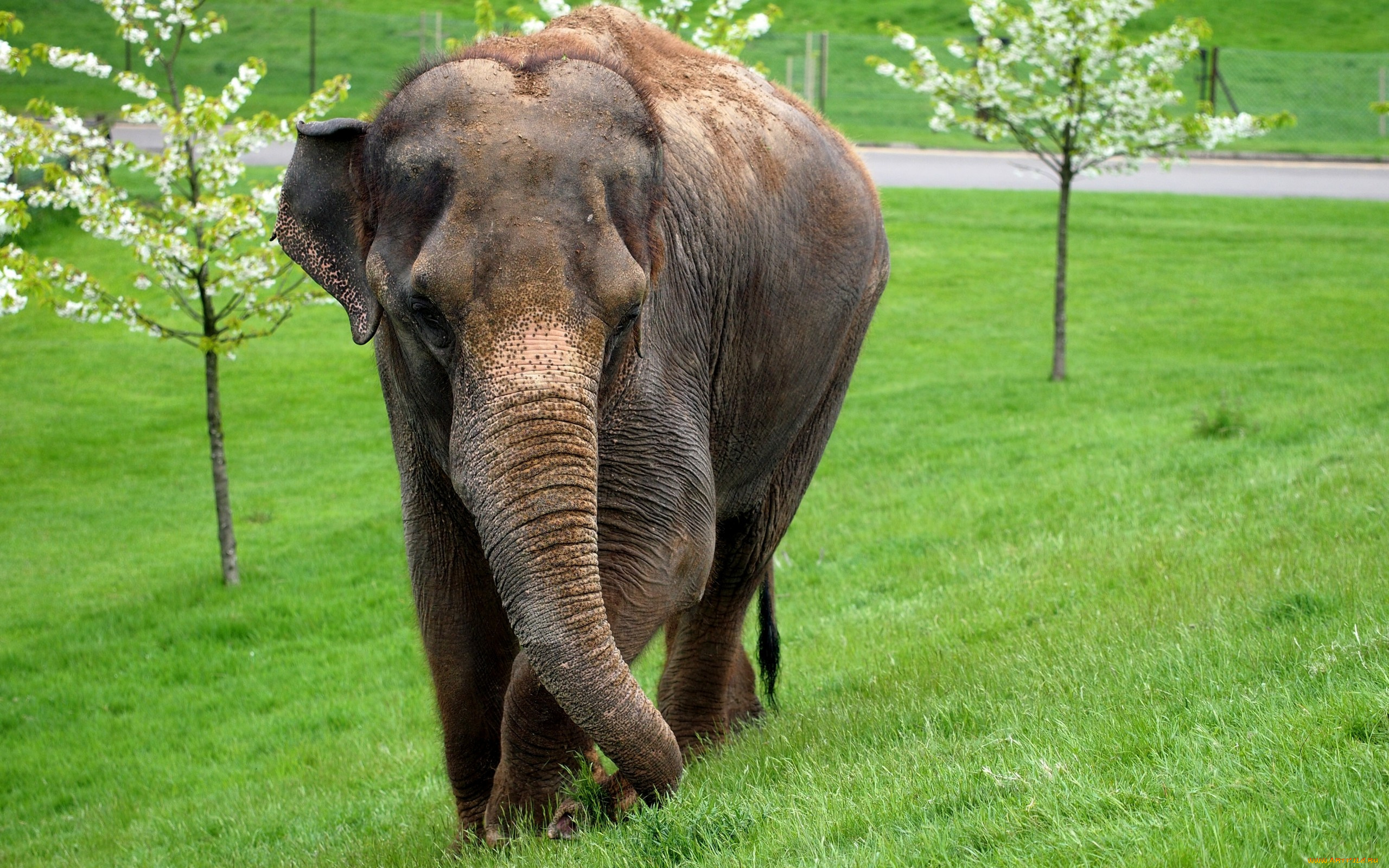 животные, слоны, слон, млекопитающее, трава, деревья, цвет