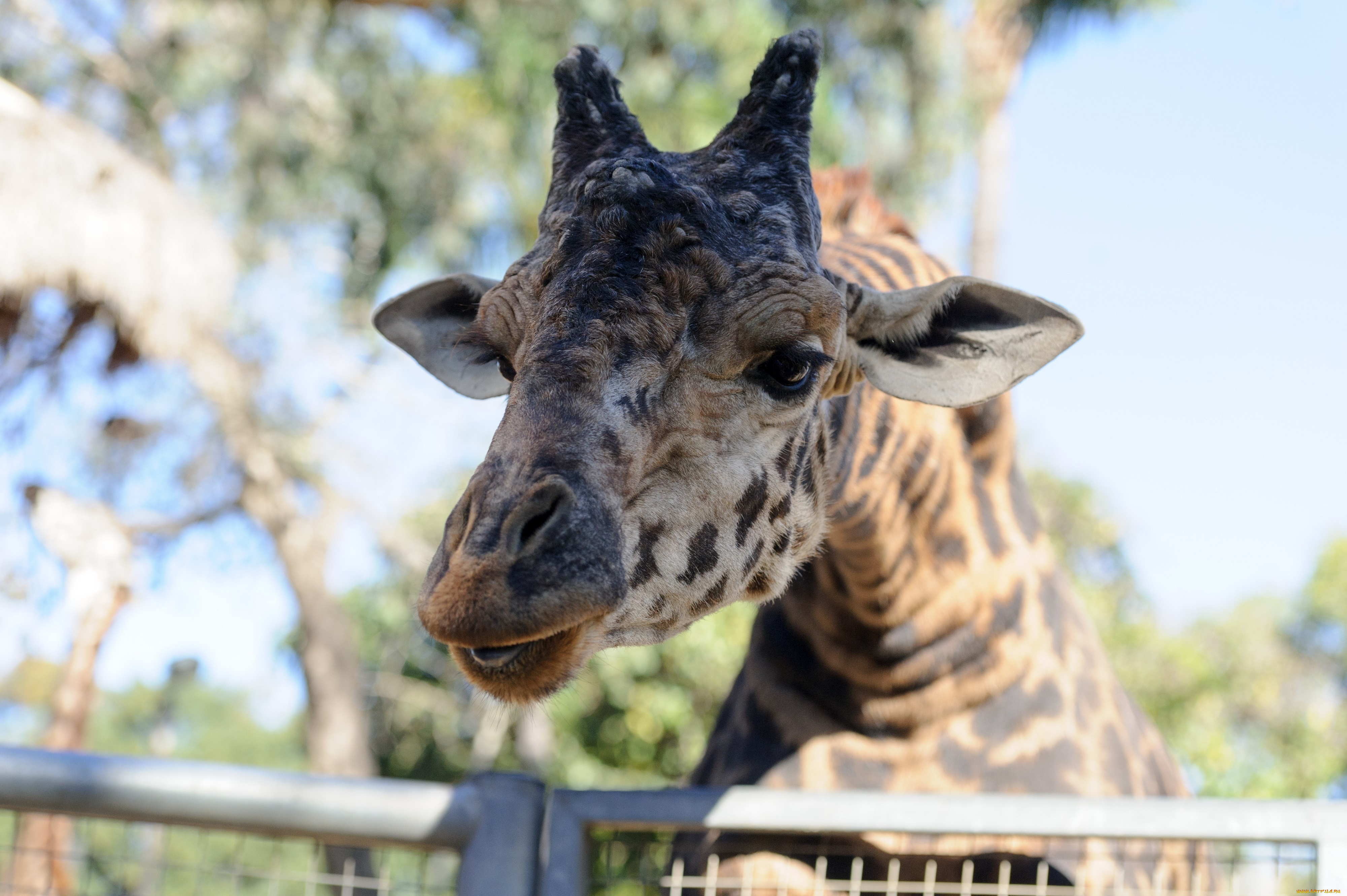 животные, жирафы, пятна, портрет, морда, свет, зоопарк