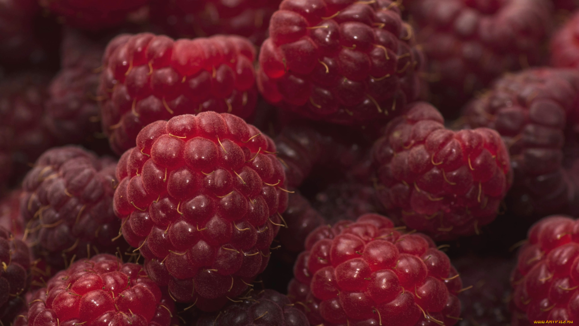 еда, малина, макро, ягоды