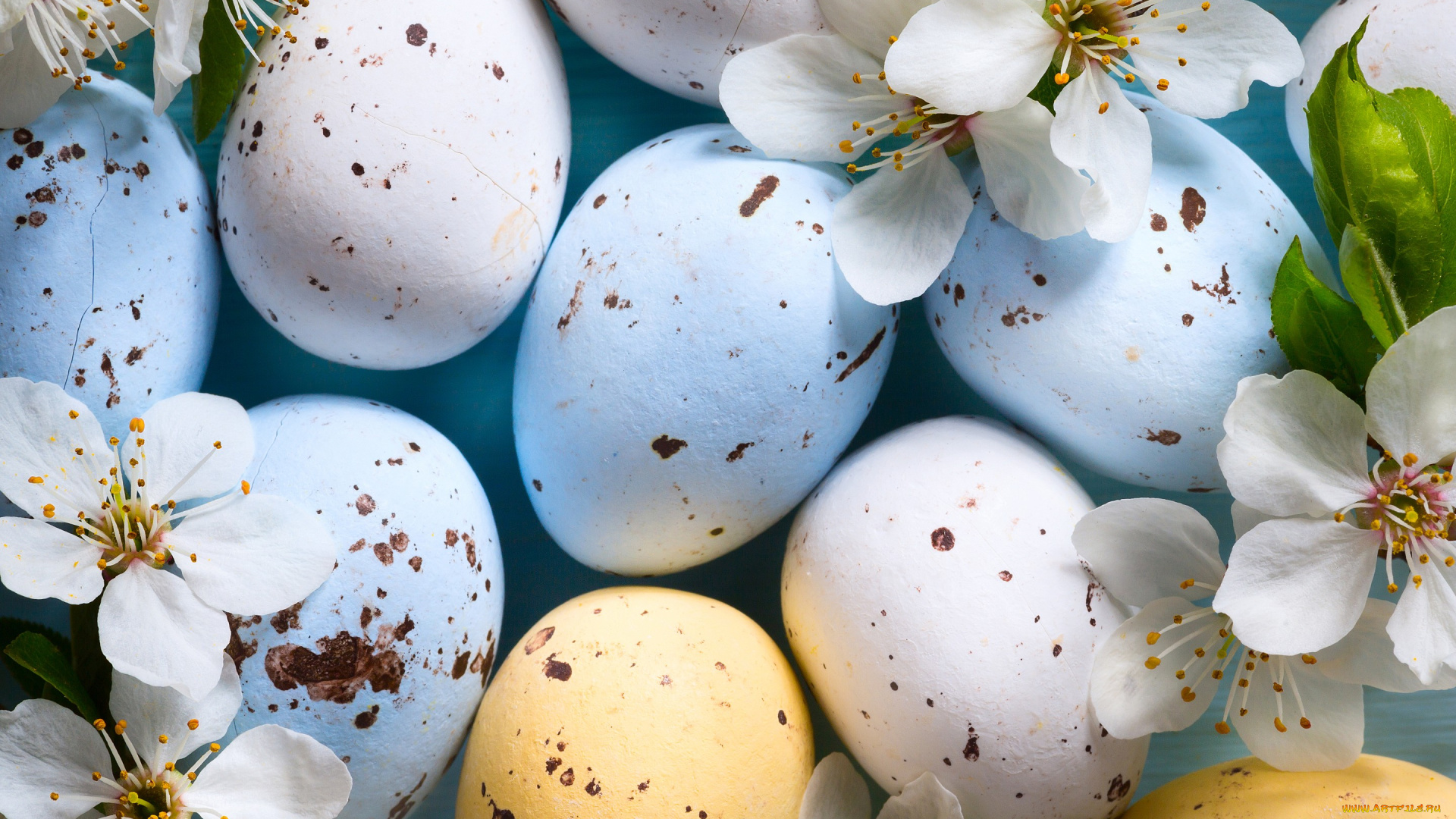 праздничные, пасха, ветки, крашенки, яйца, праздник, easter, вишня, цветы