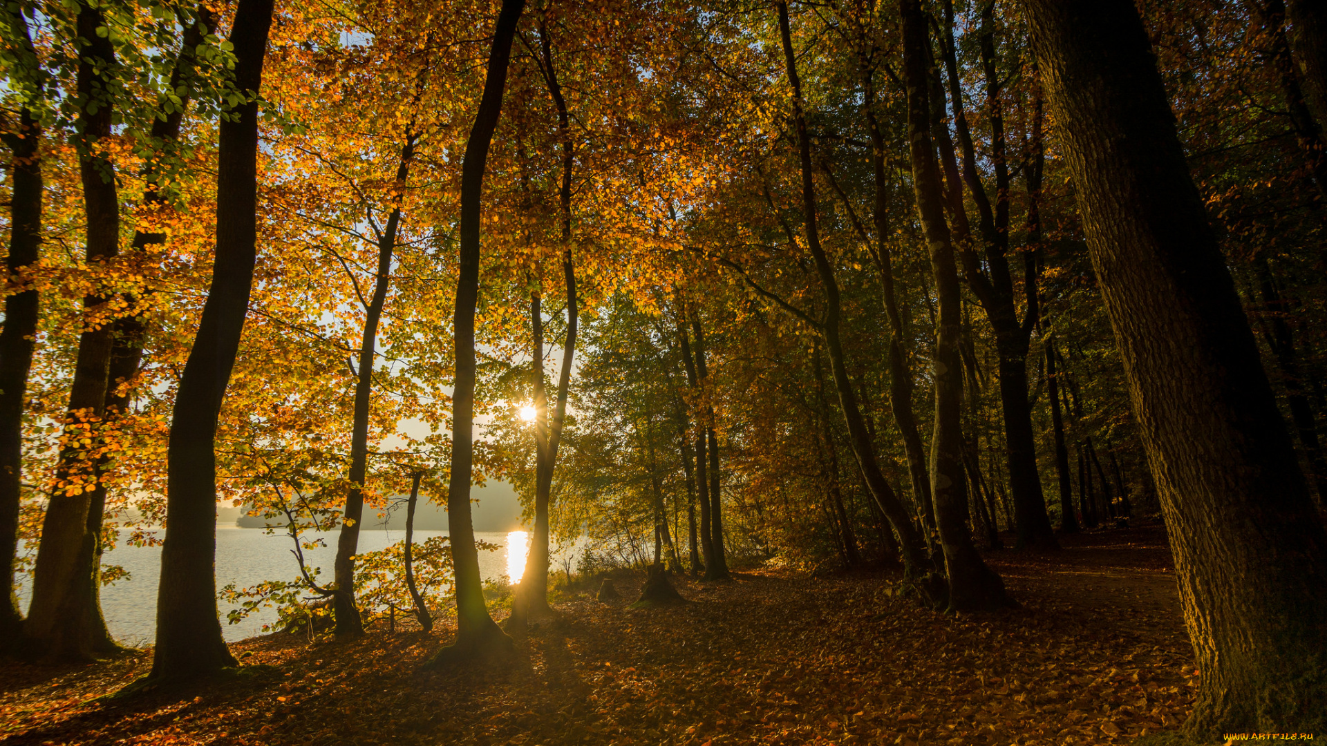 природа, дороги, река, лес