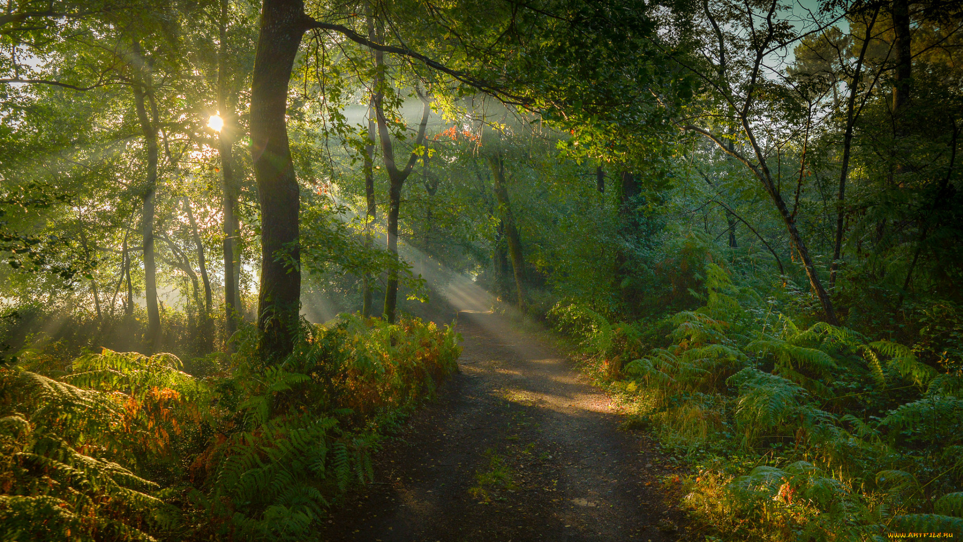 природа, лес, рассвет