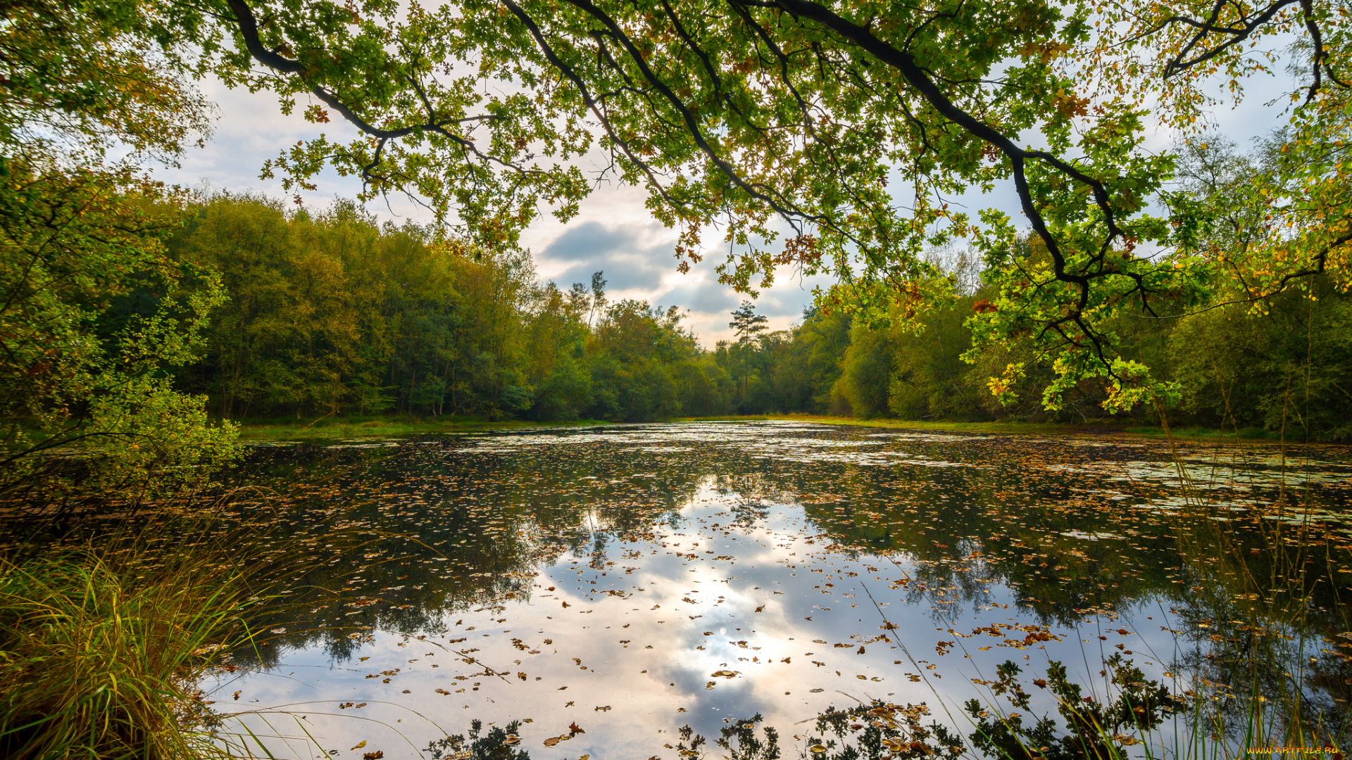 природа, реки, озера, река, лес