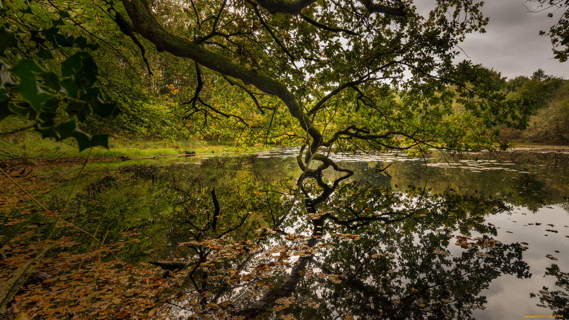 природа, реки, озера, река, лес