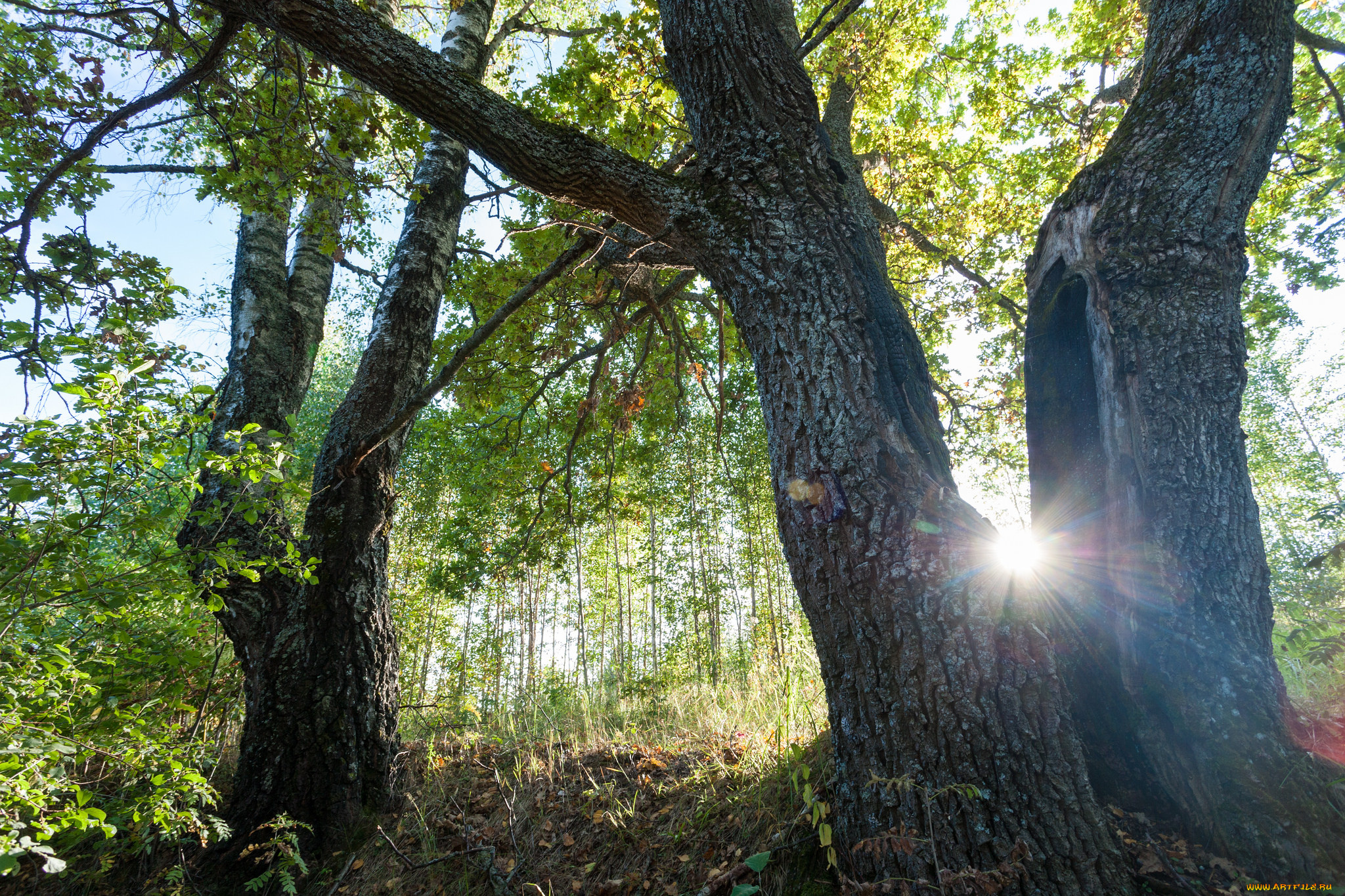 природа, лес, рассвет