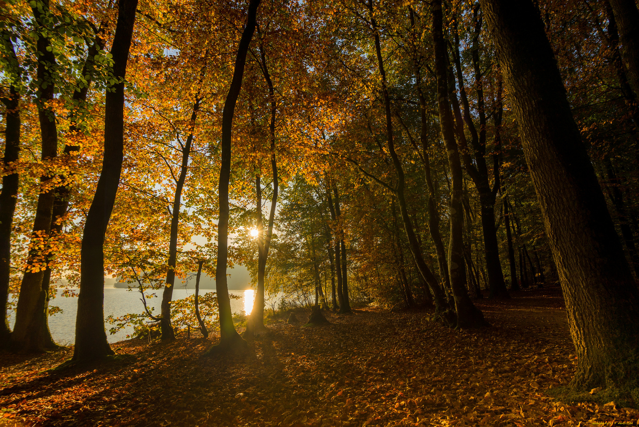 природа, дороги, река, лес