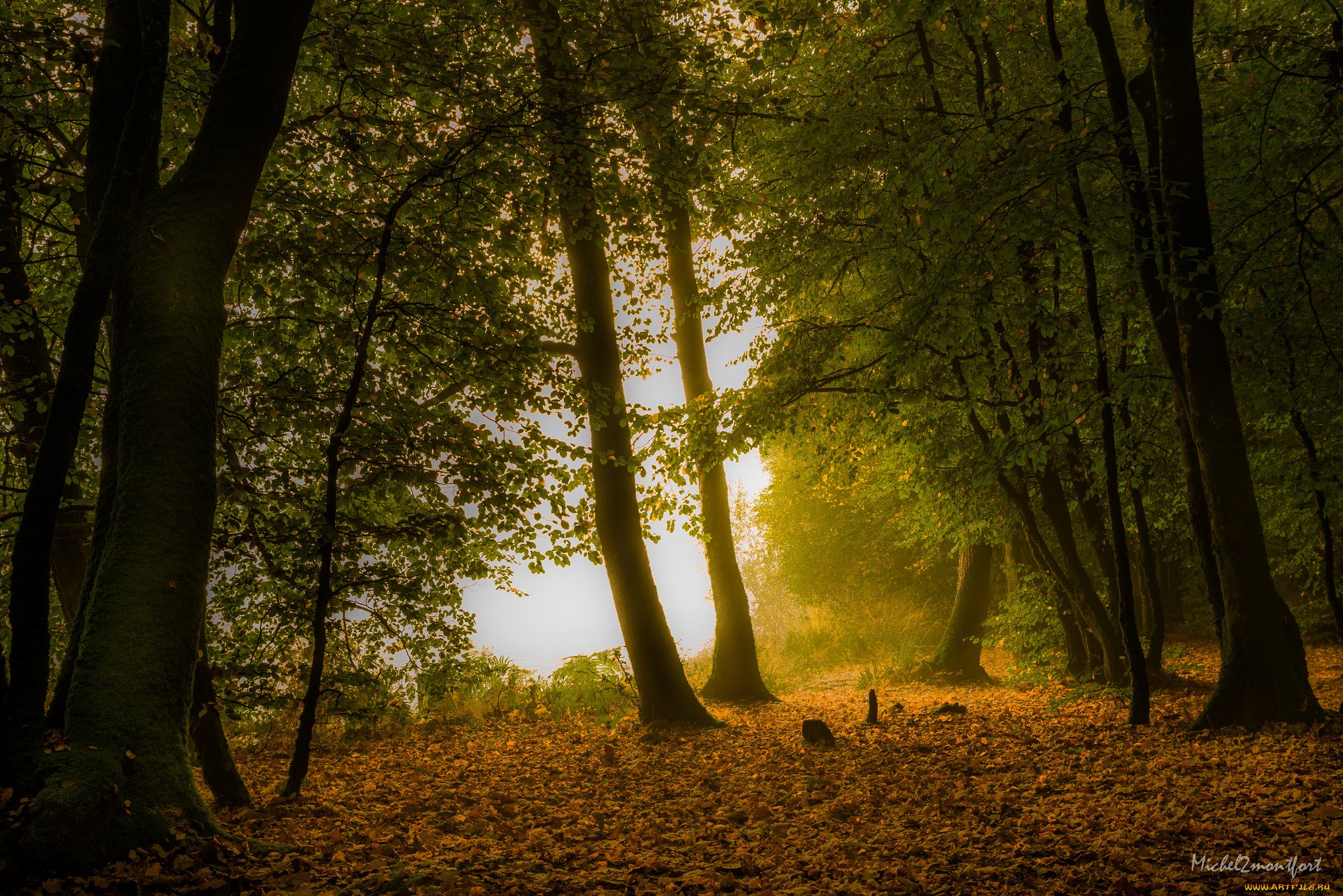 природа, лес, деревья