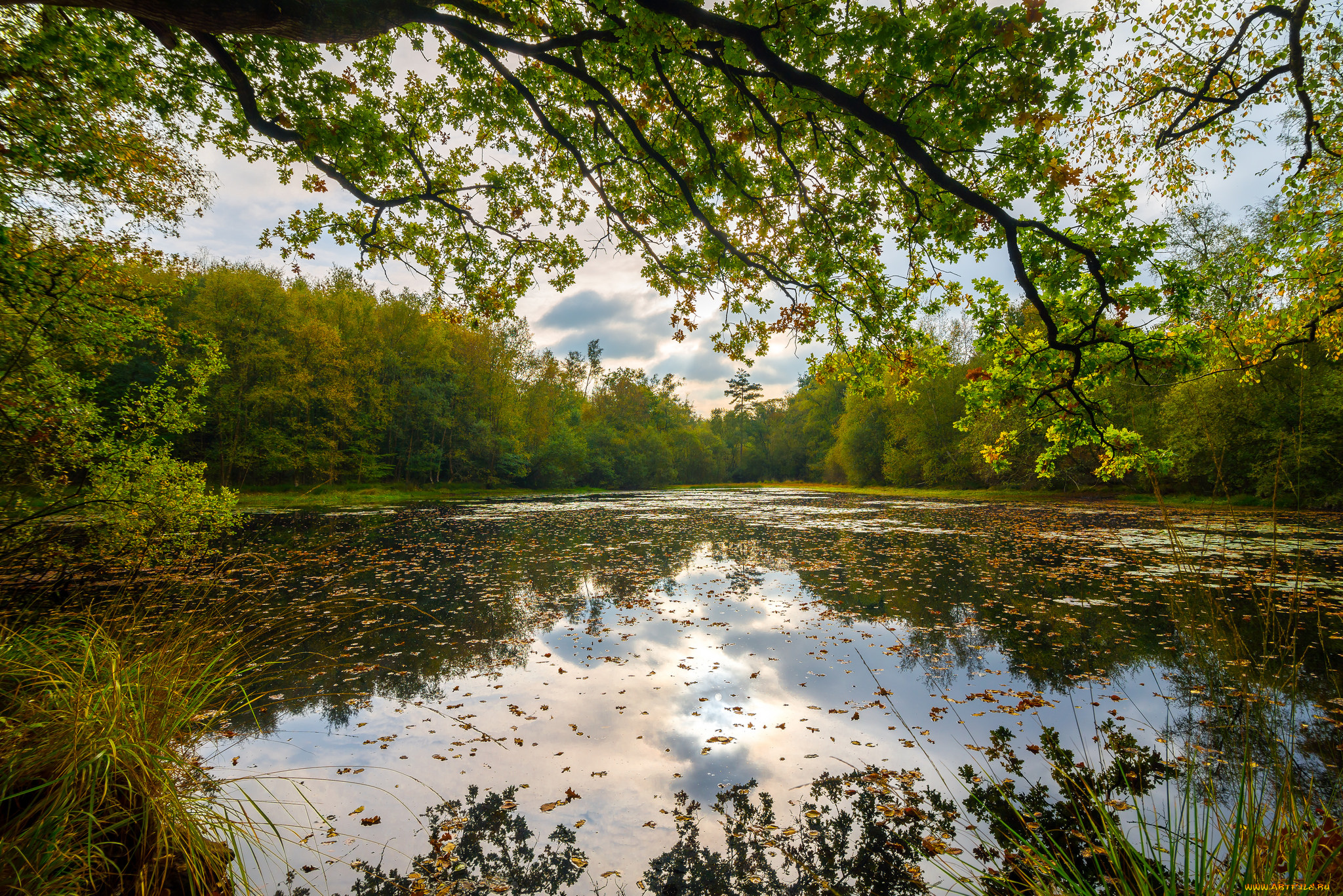 природа, реки, озера, река, лес