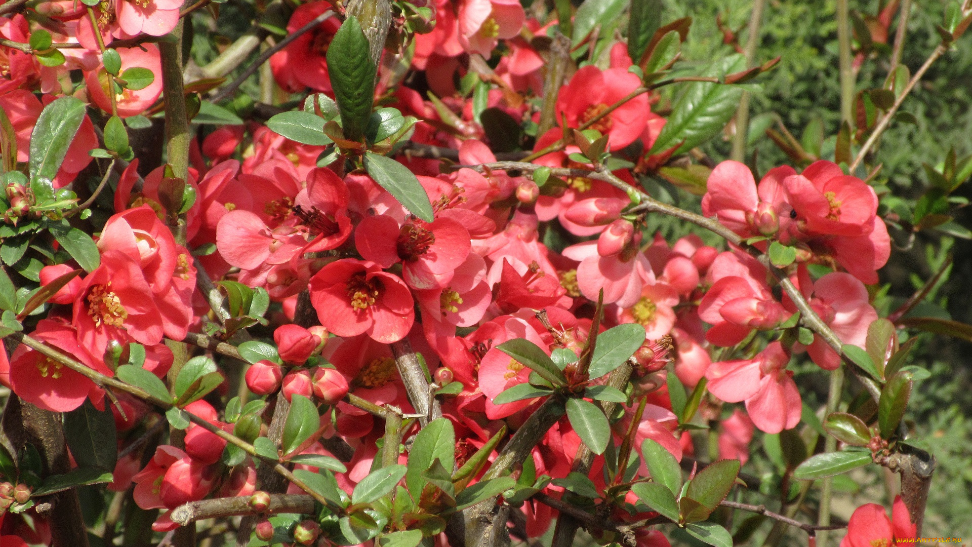 цветы, айва, весна, 2018