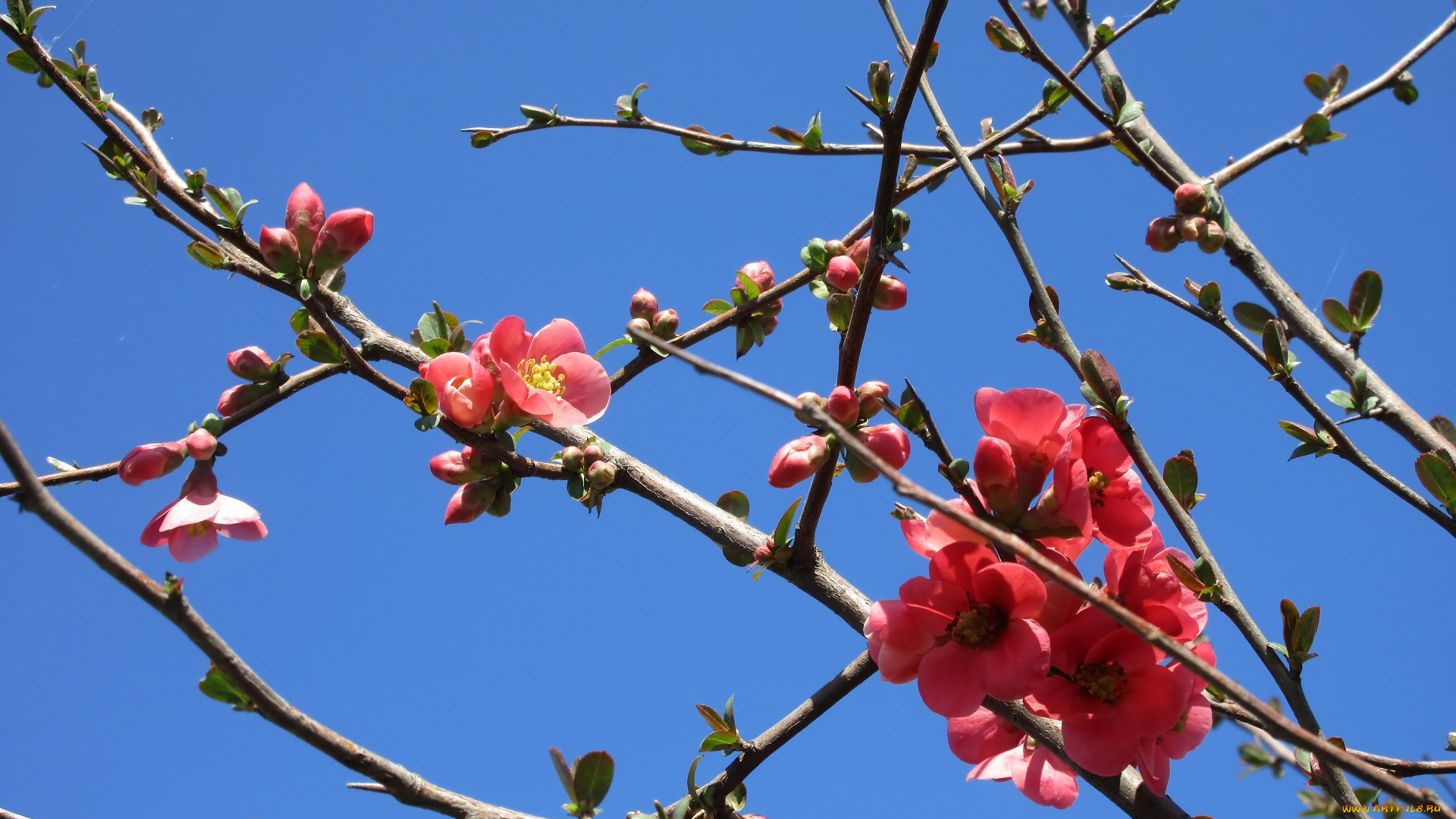 цветы, айва, весна, 2018
