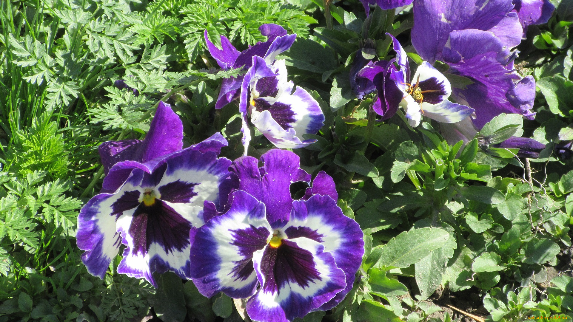 цветы, анютины, глазки, , садовые, фиалки, весна, 2018