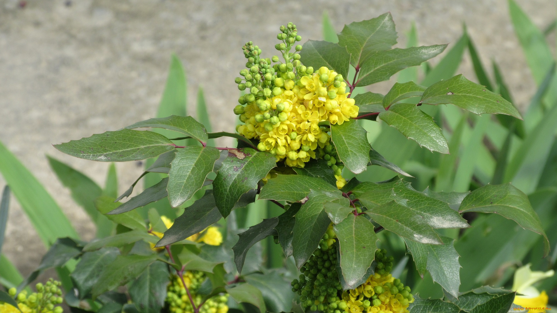 цветы, цветущие, деревья, , , кустарники, весна, 2018