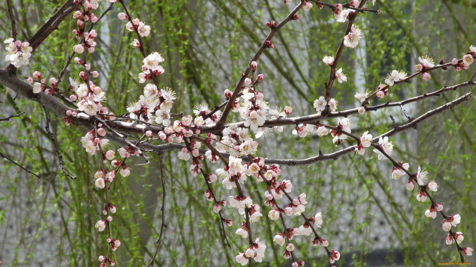 цветы, цветущие, деревья, , , кустарники, весна, 2018