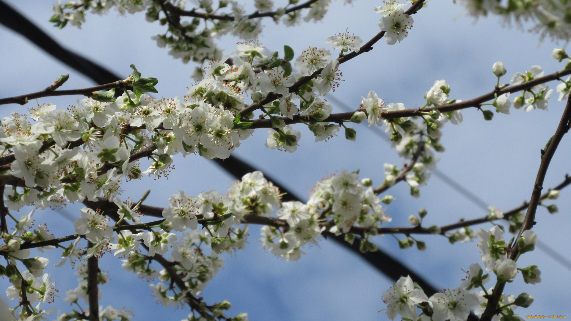 цветы, цветущие, деревья, , , кустарники, весна, 2018