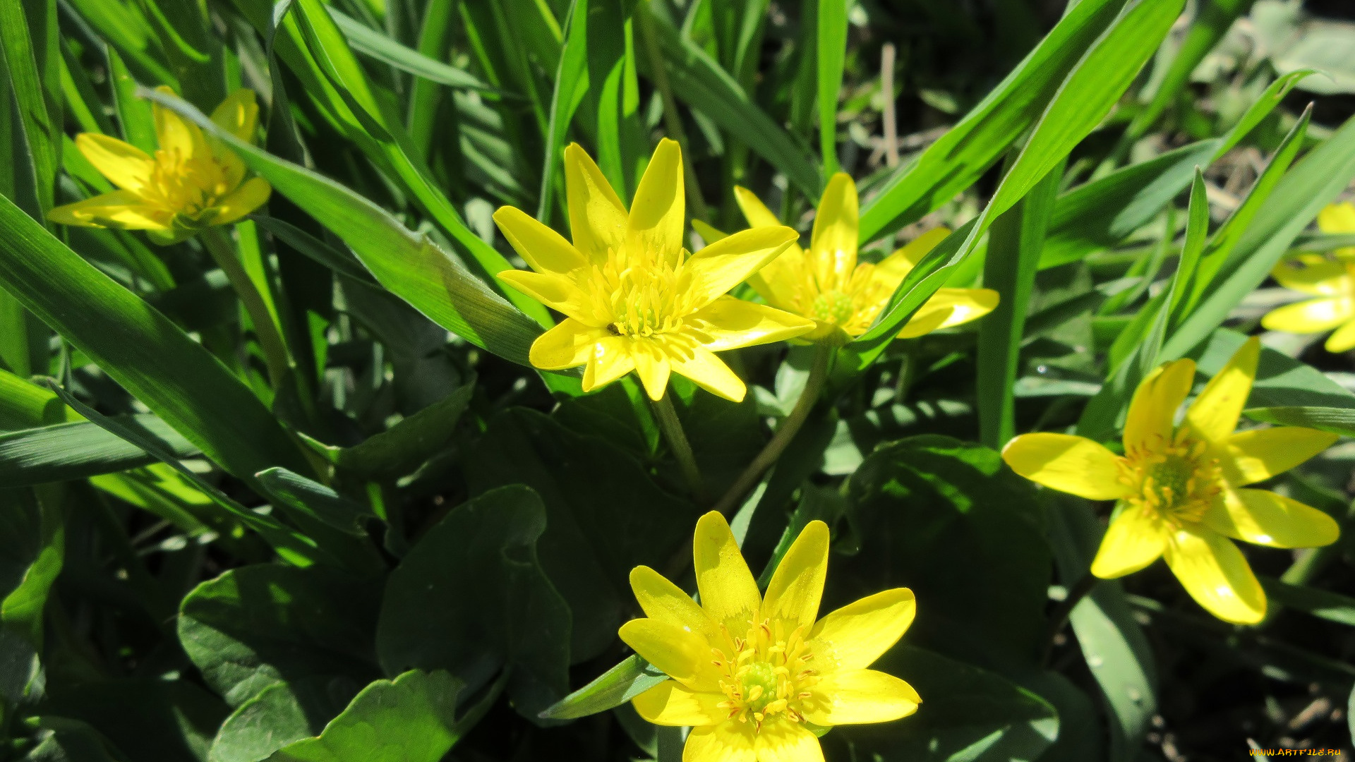 цветы, луговые, , полевые, , цветы, весна, 2018