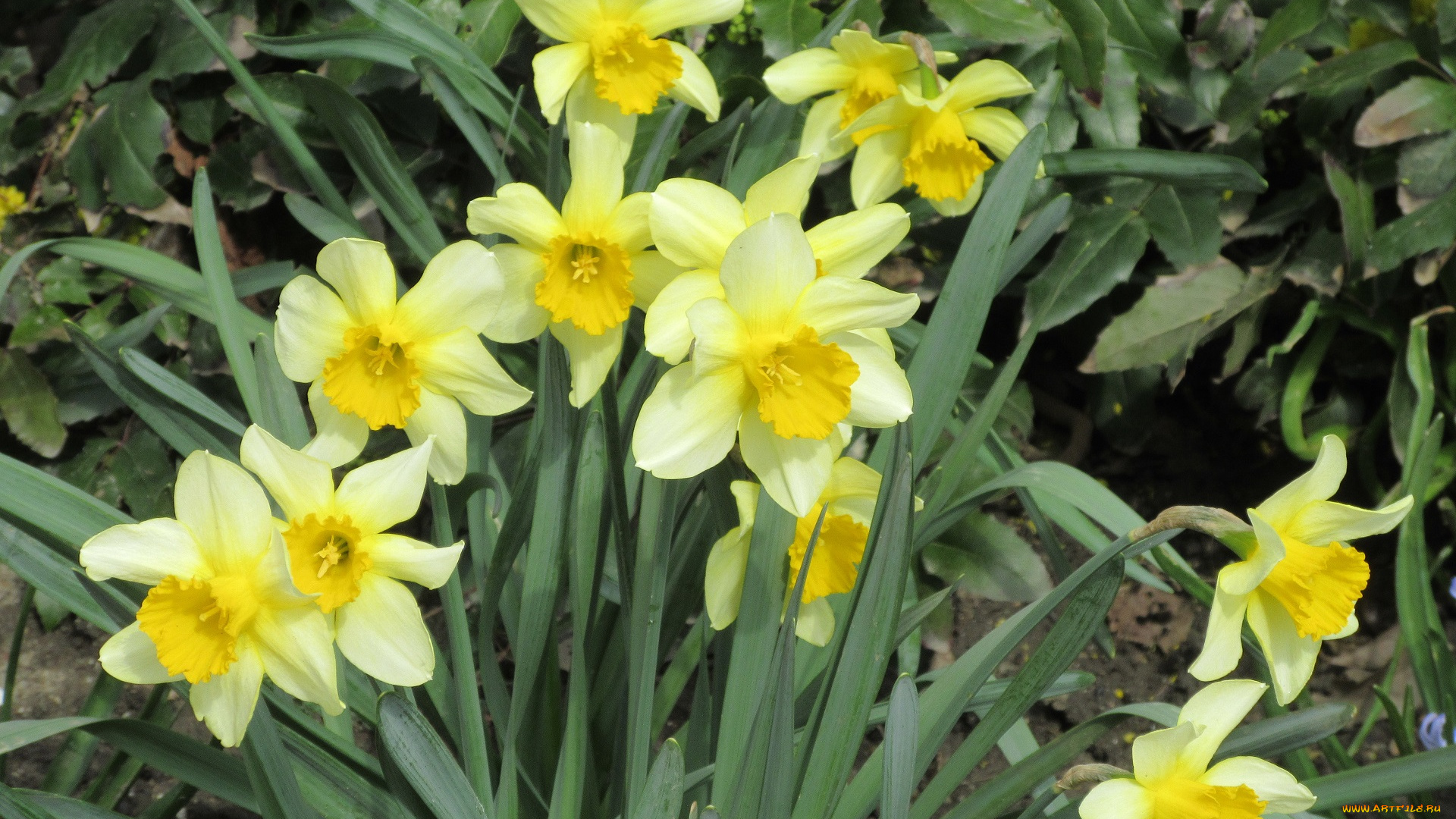 цветы, нарциссы, весна, 2018