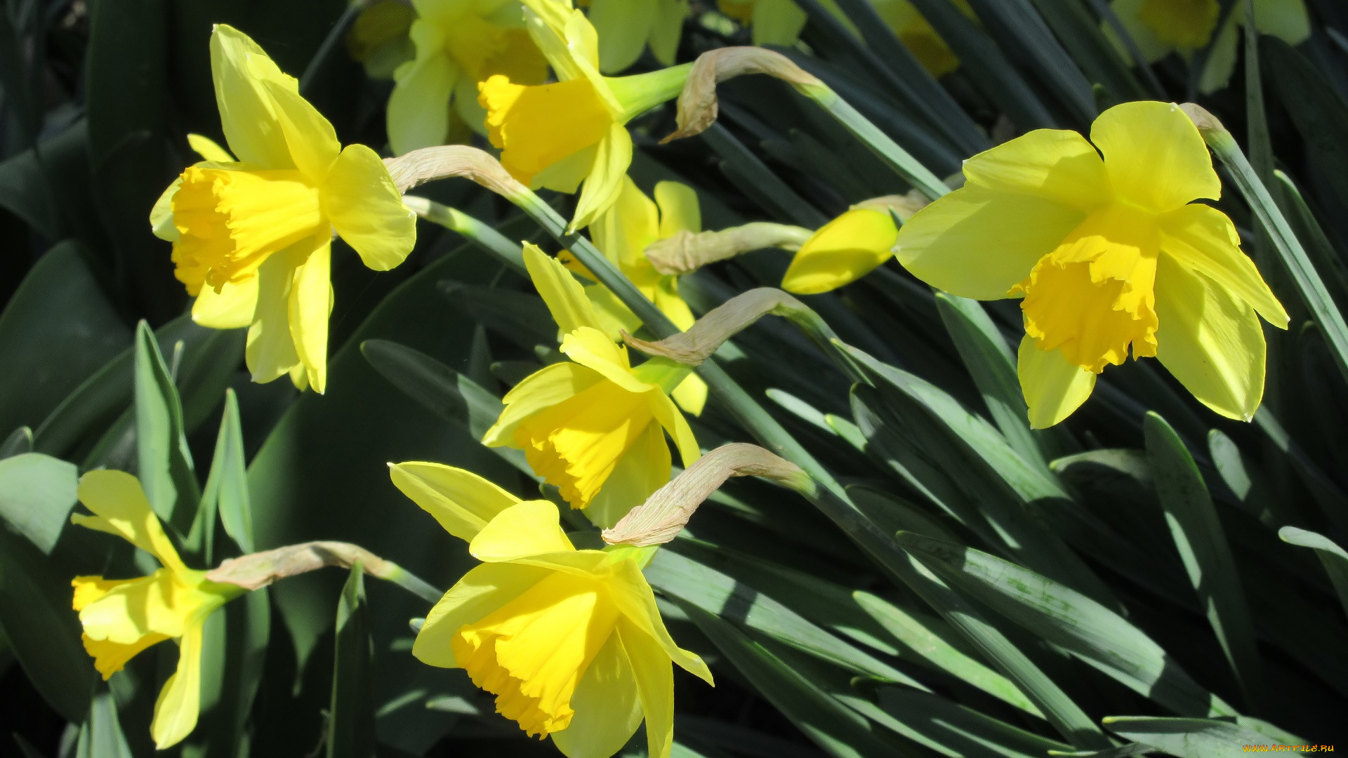 цветы, нарциссы, весна, 2018