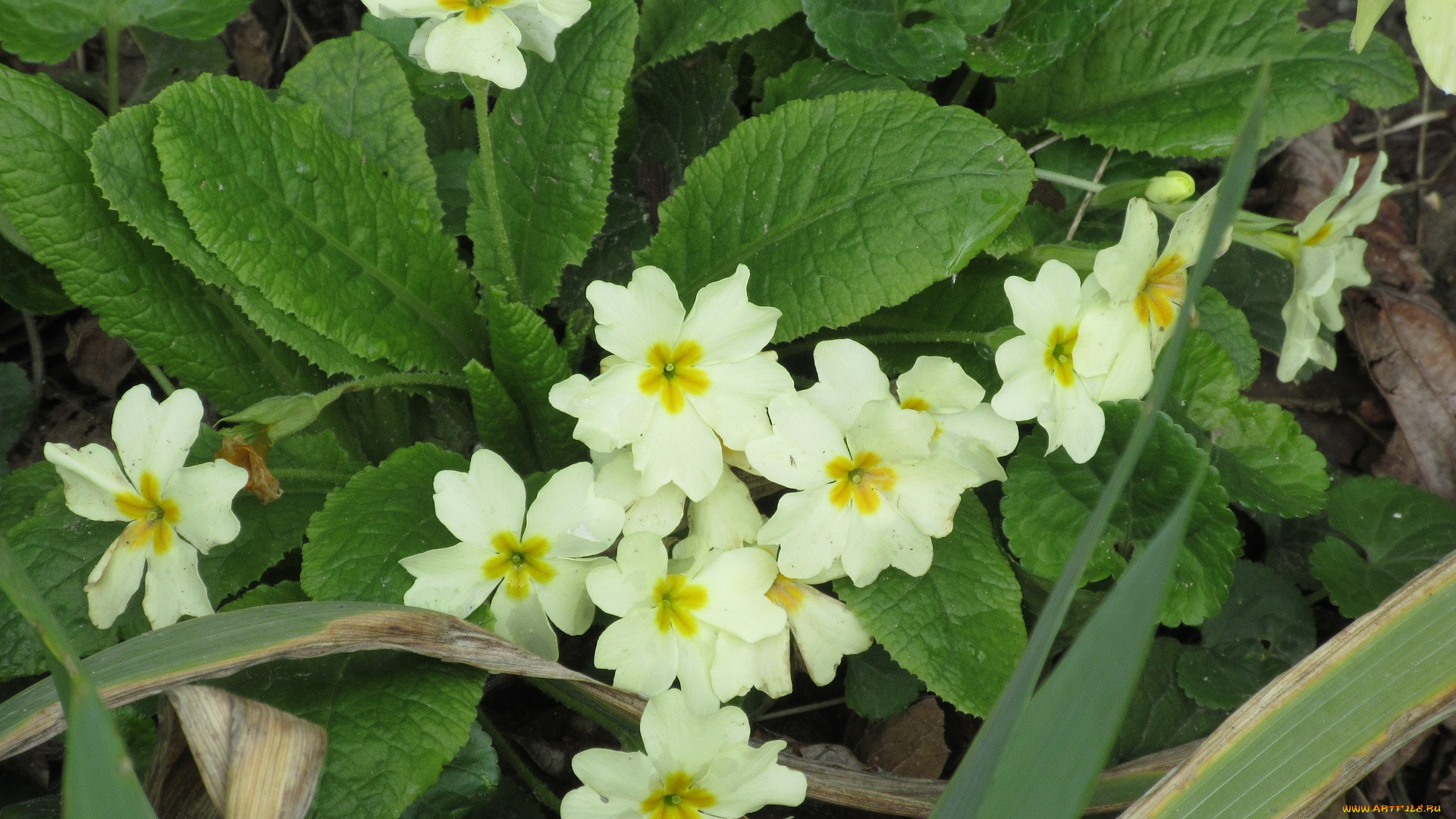 цветы, примулы, весна, 2018