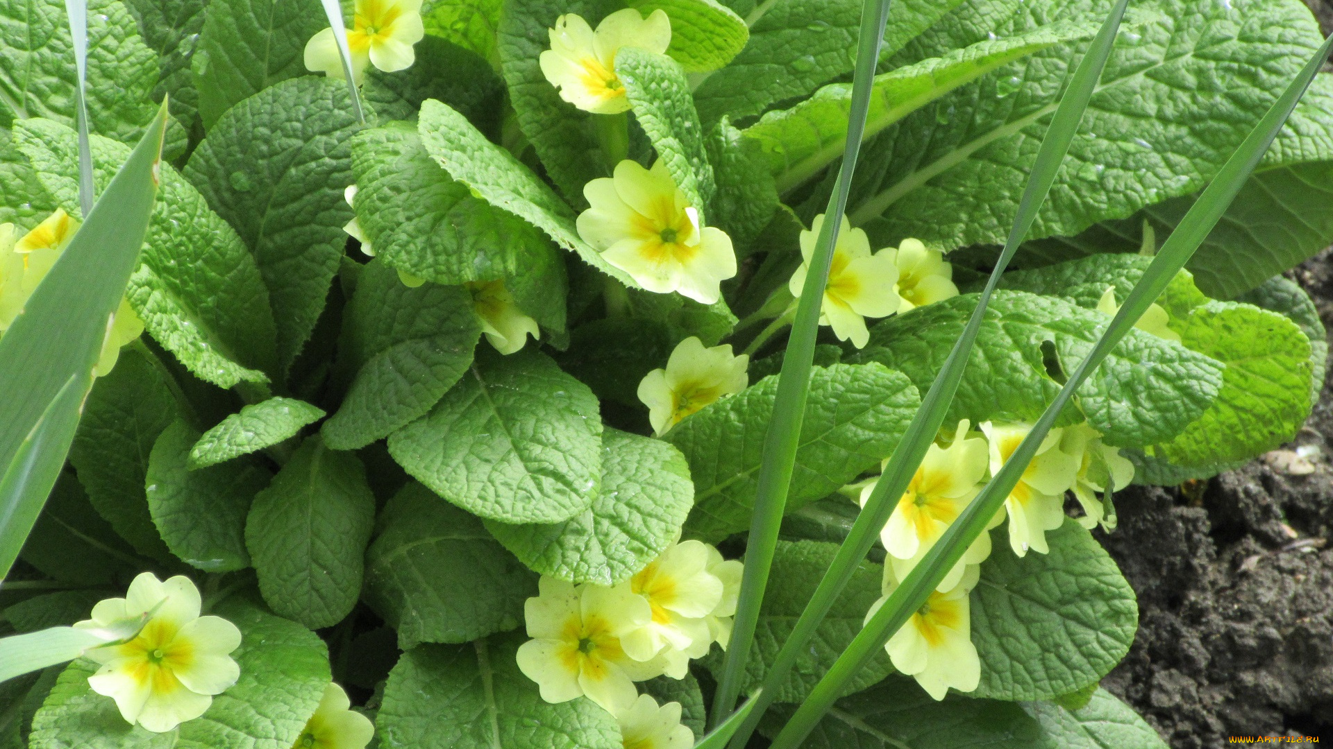 цветы, примулы, весна, 2018