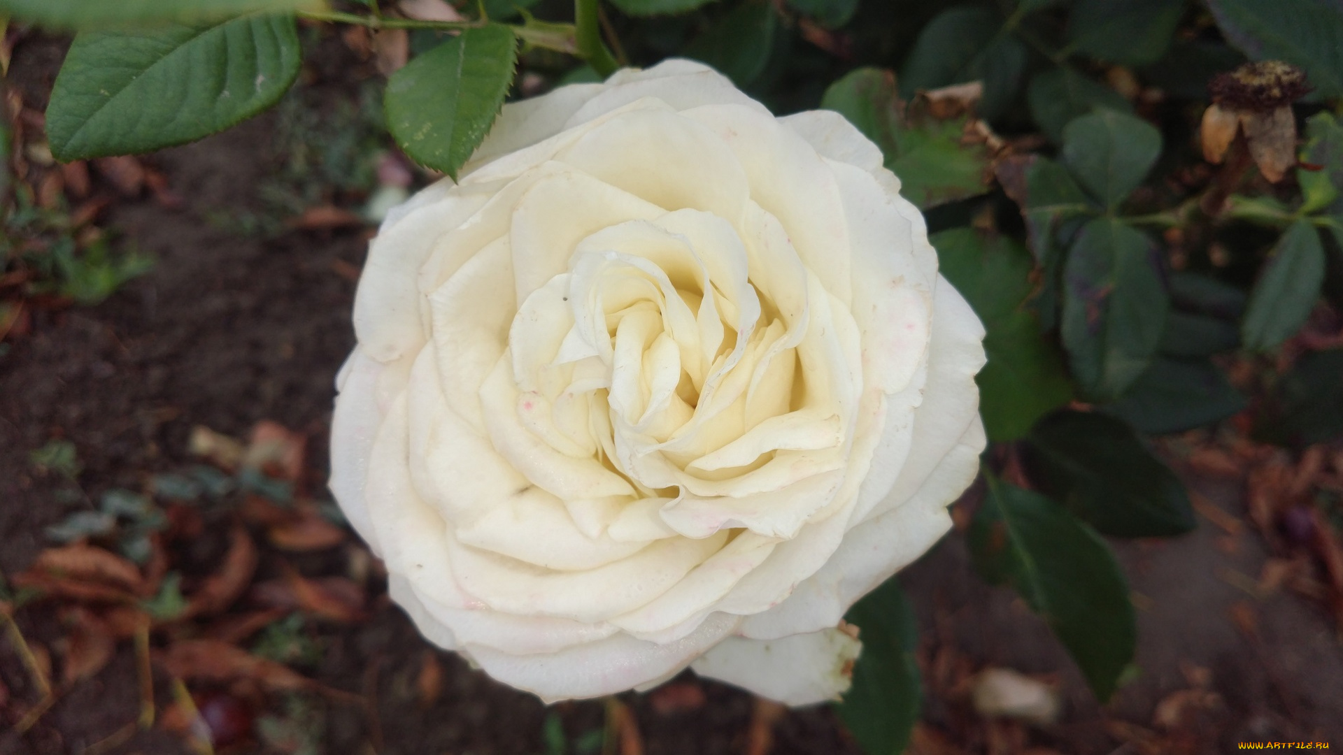 цветы, розы, белая