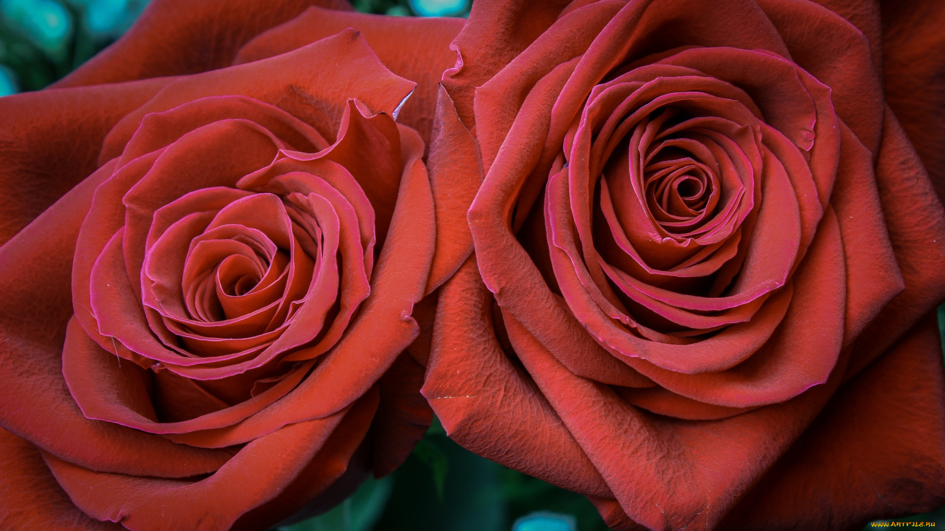 цветы, розы, дуэт