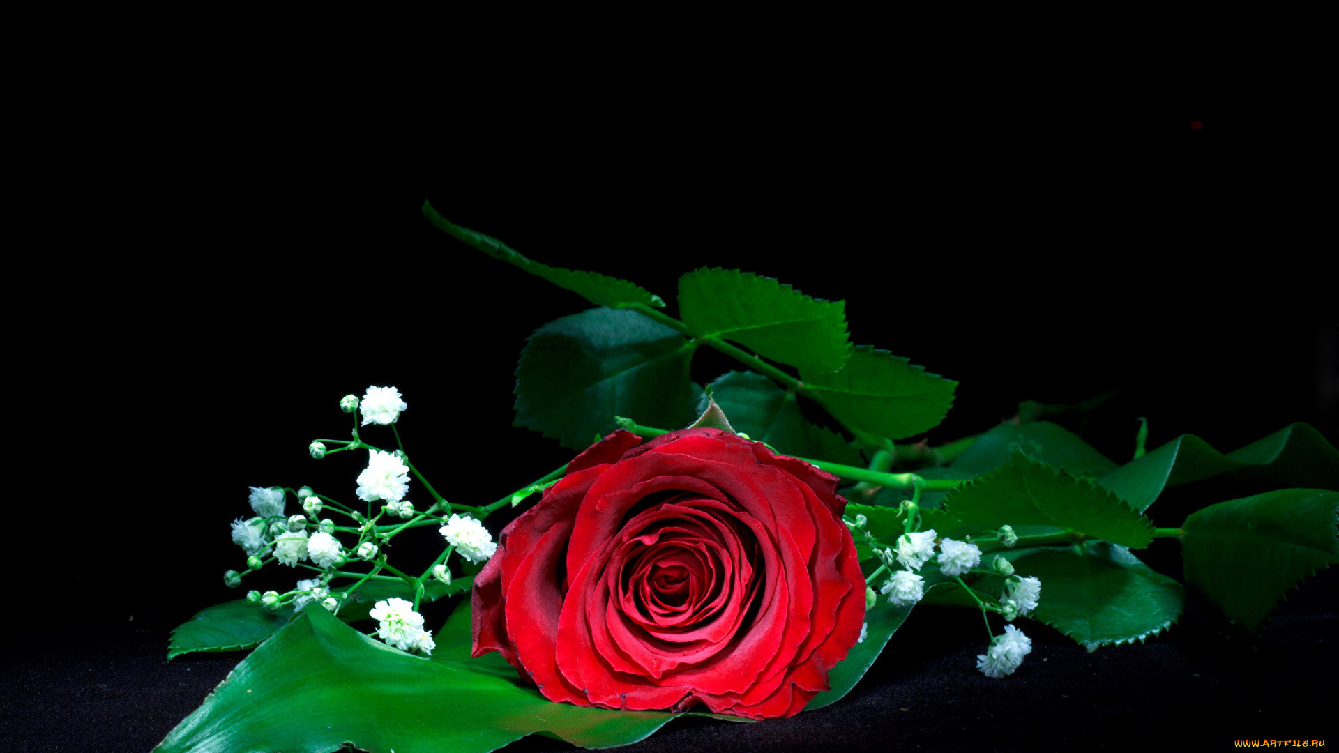 цветы, розы, одиночка