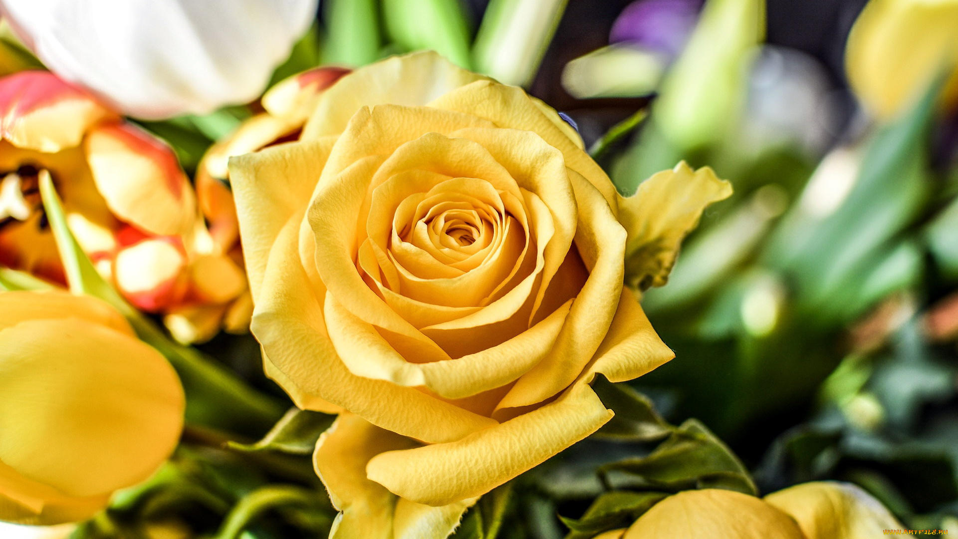 цветы, розы, роза, чайная