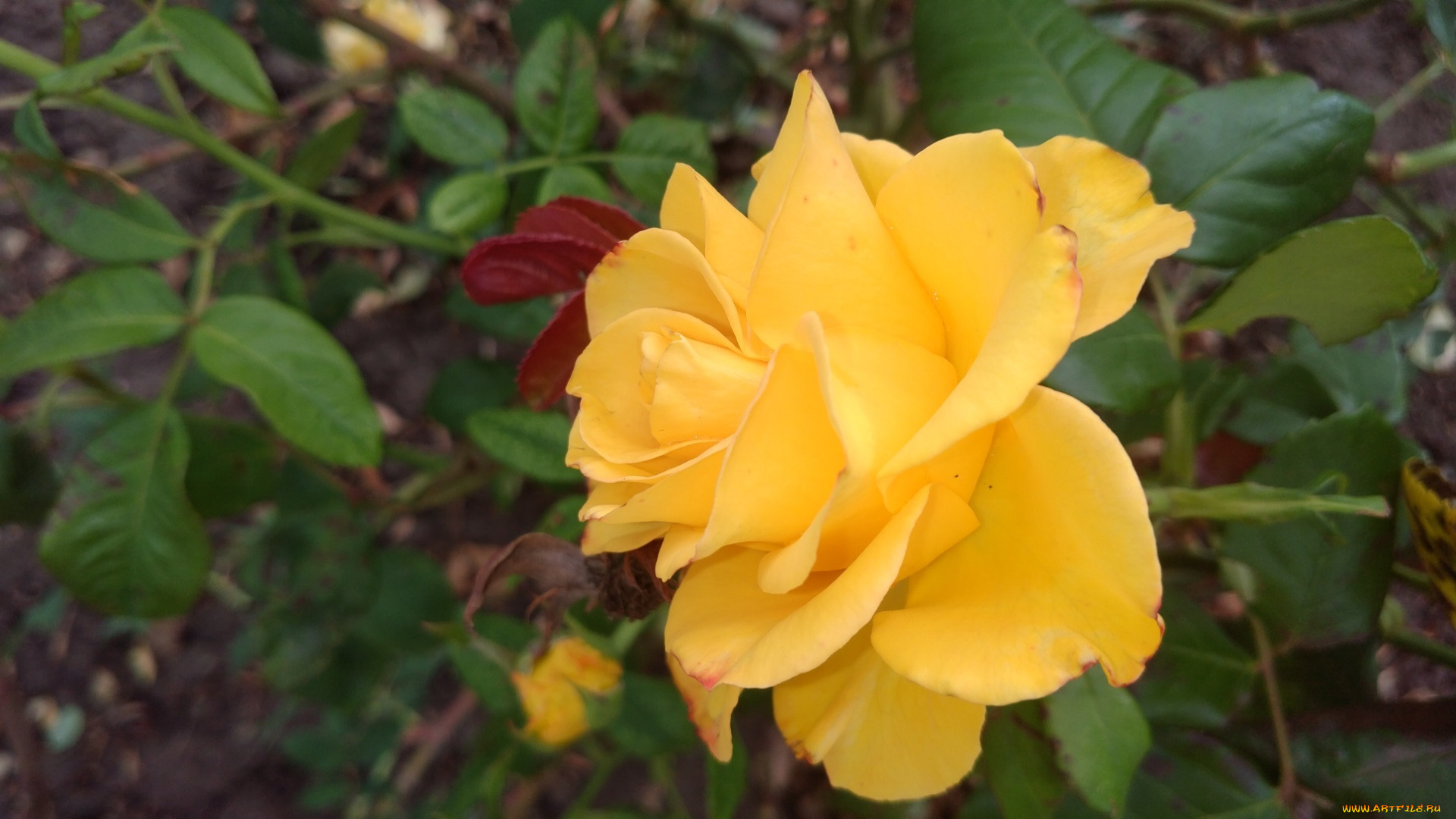 цветы, розы, жёлтая